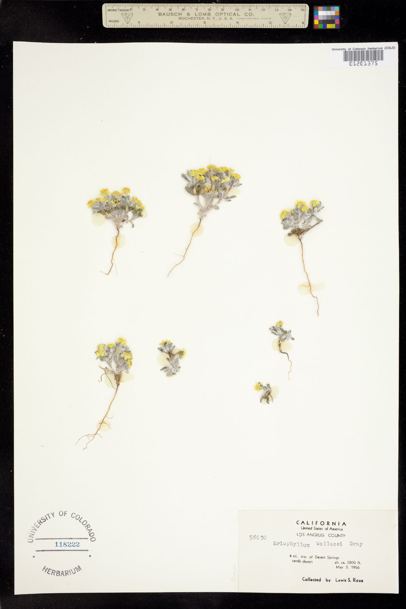 Eriophyllum wallacei image