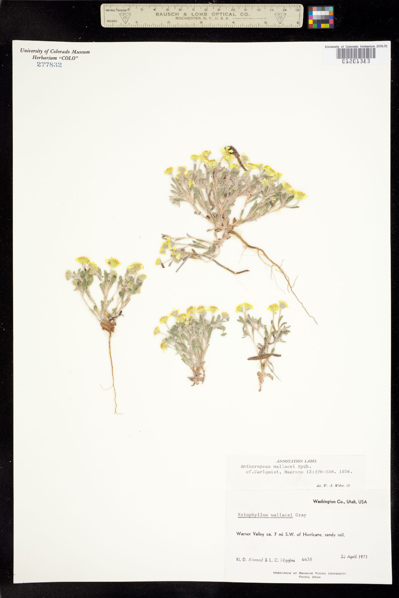 Eriophyllum wallacei image