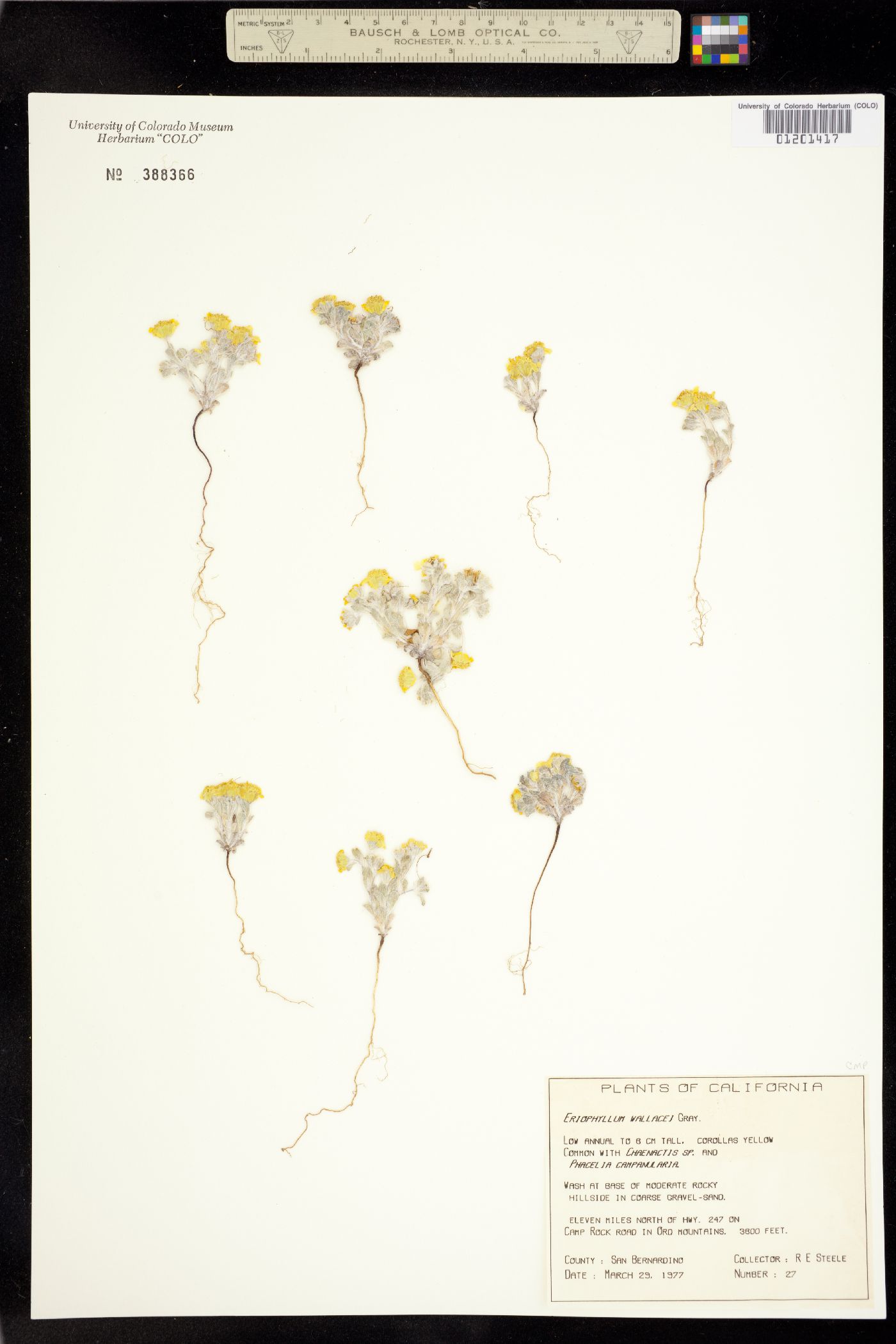 Eriophyllum wallacei image