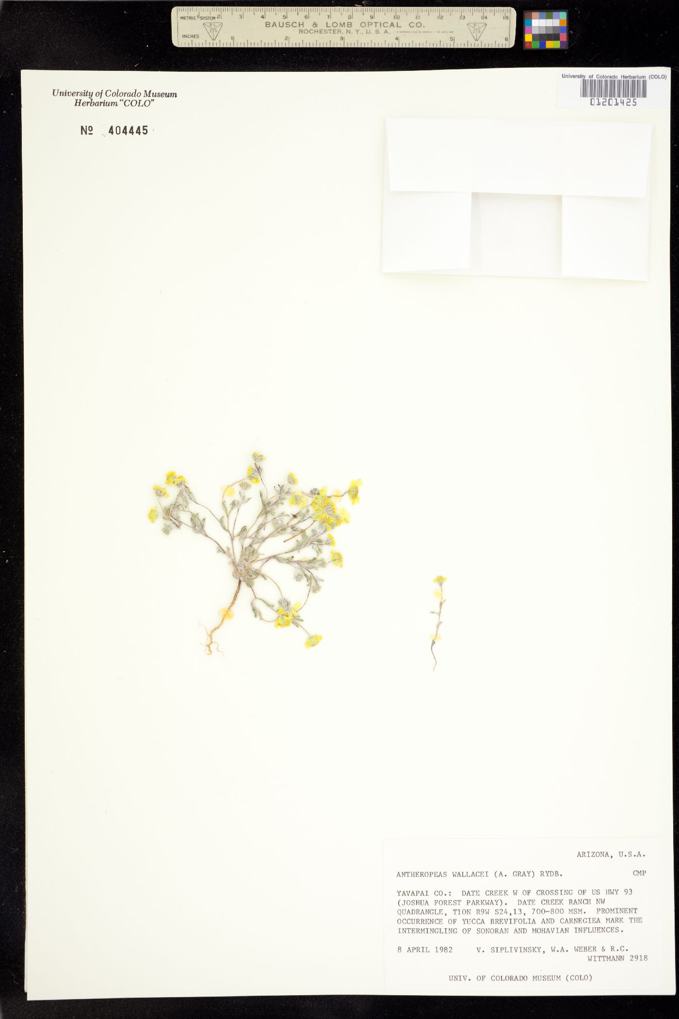 Eriophyllum wallacei image