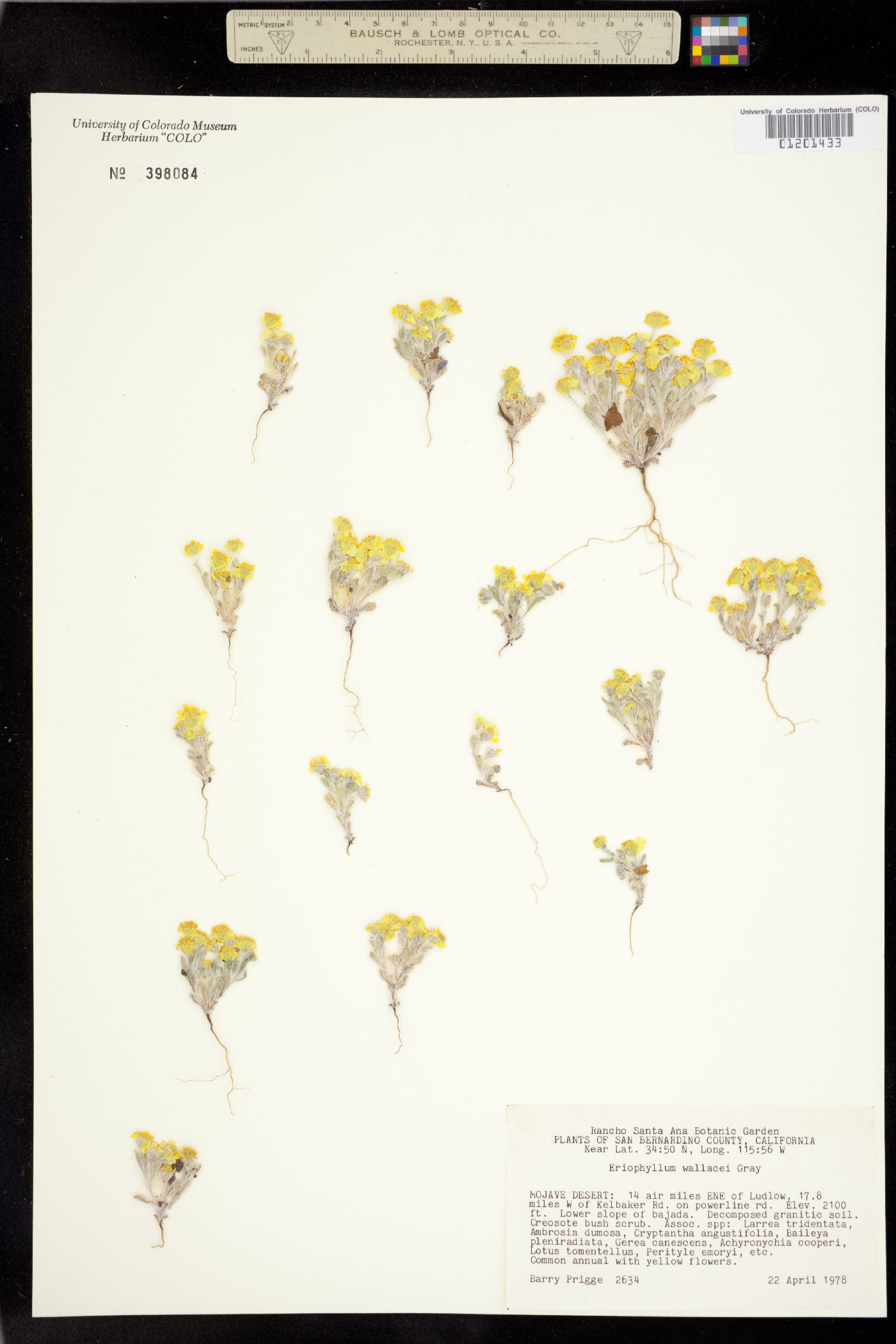 Eriophyllum wallacei image