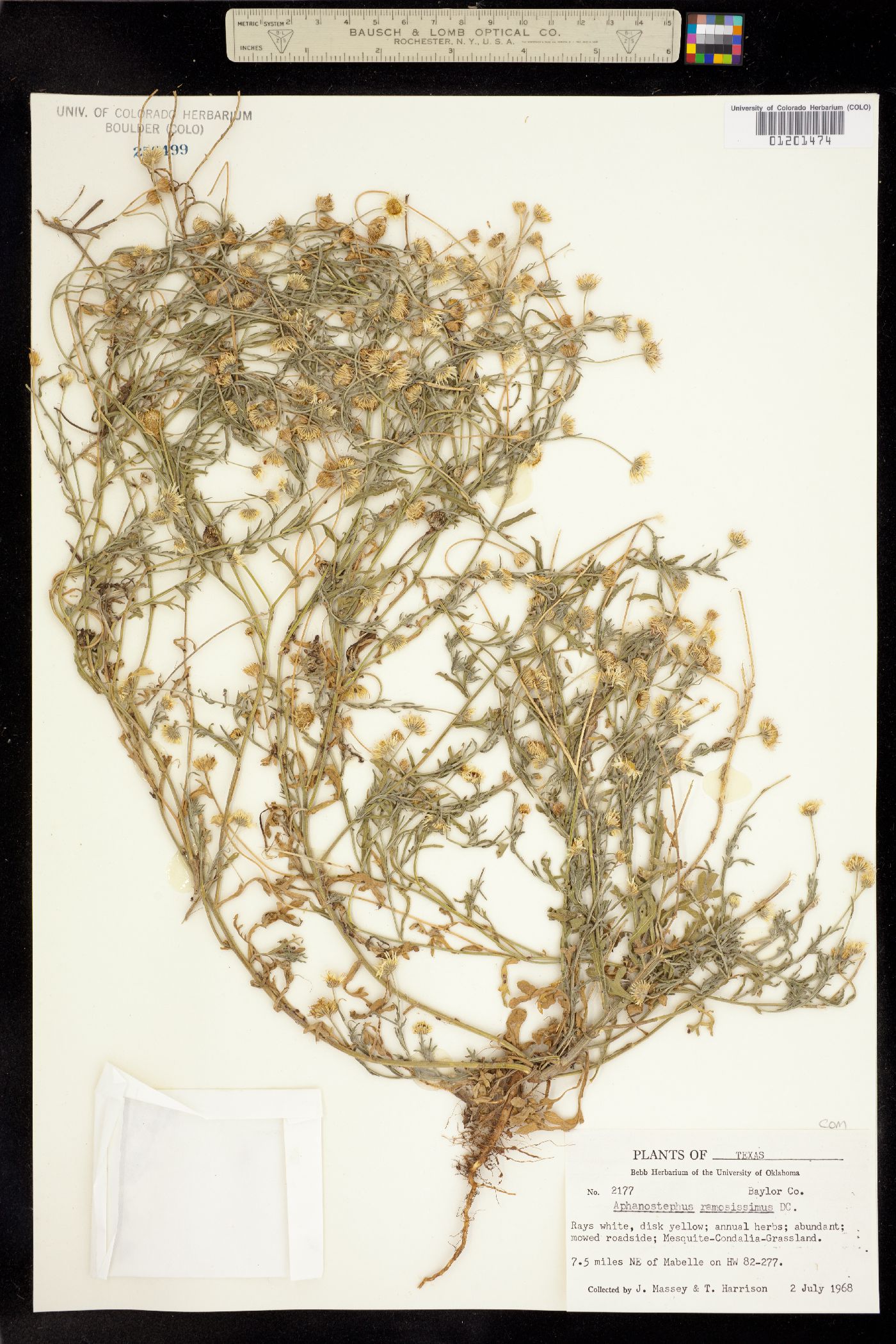 Aphanostephus ramosissimus image