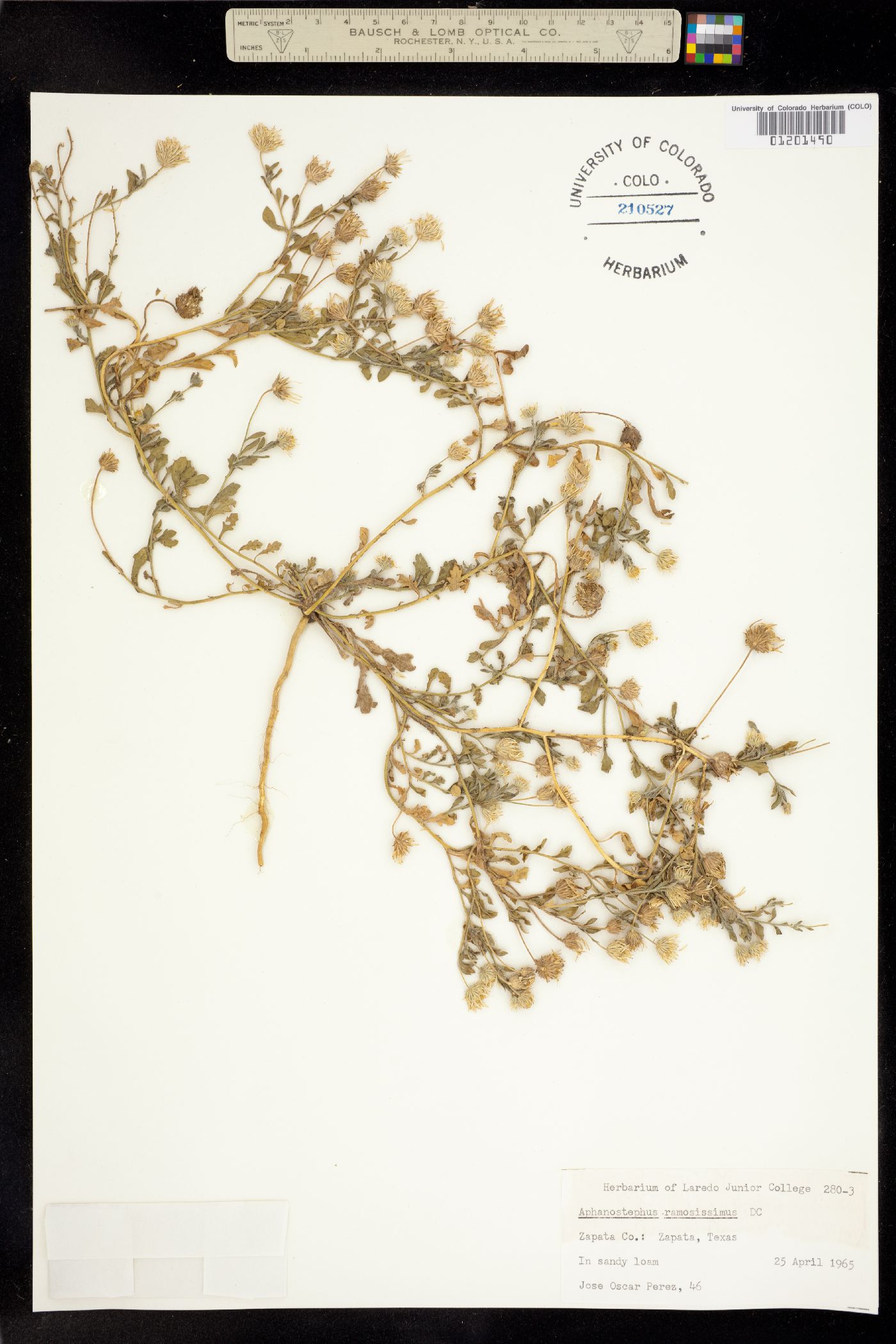 Aphanostephus ramosissimus image