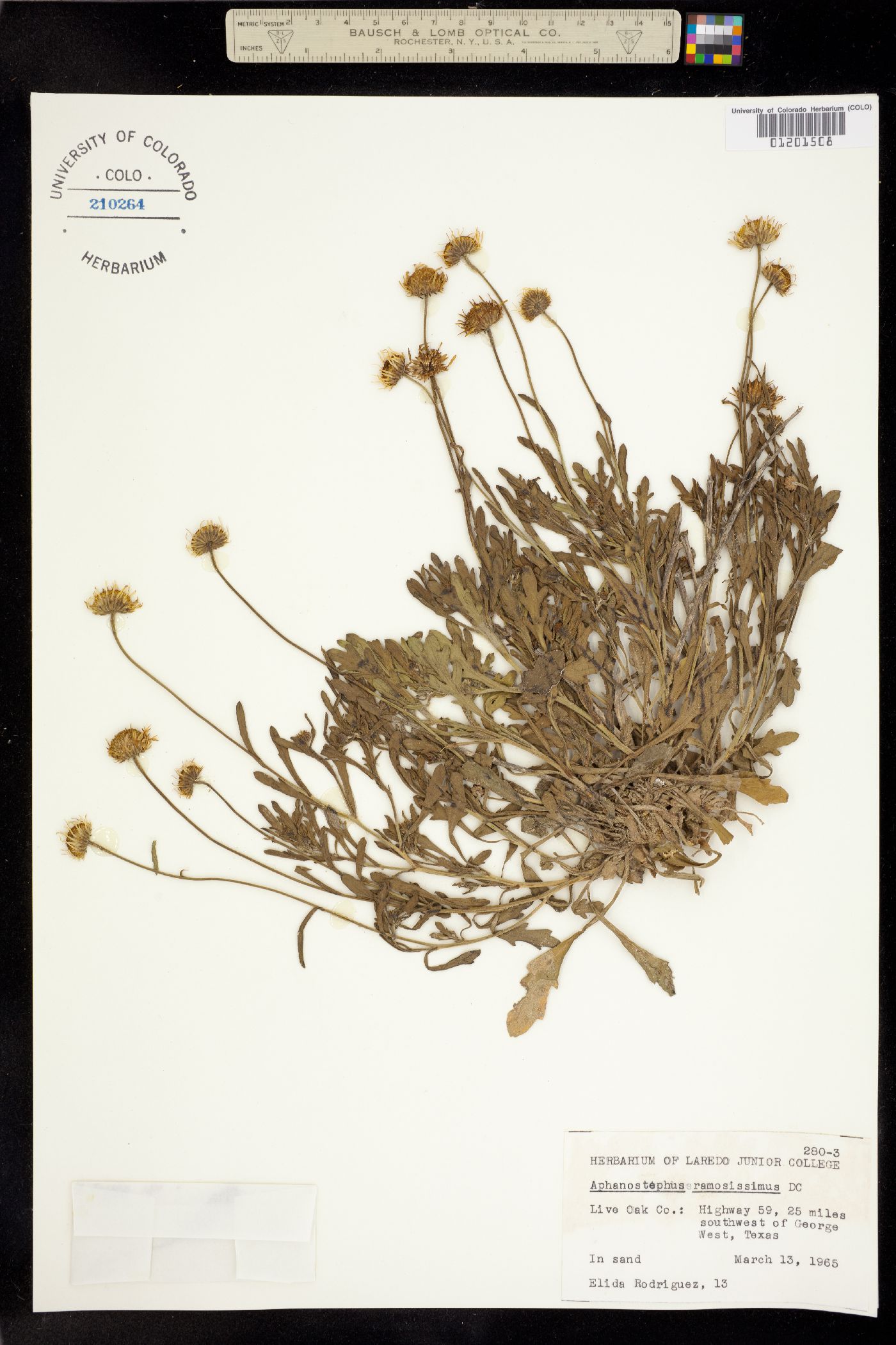 Aphanostephus ramosissimus image