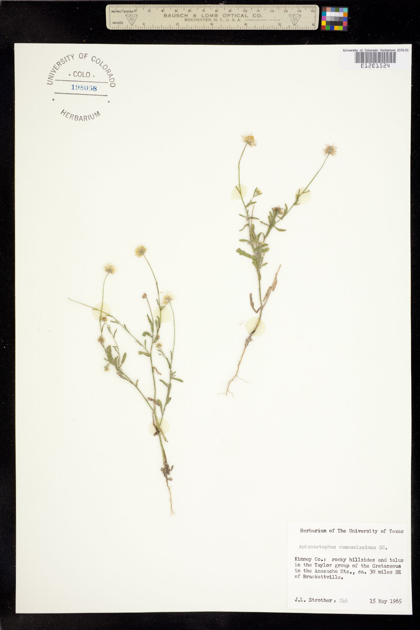 Aphanostephus ramosissimus image