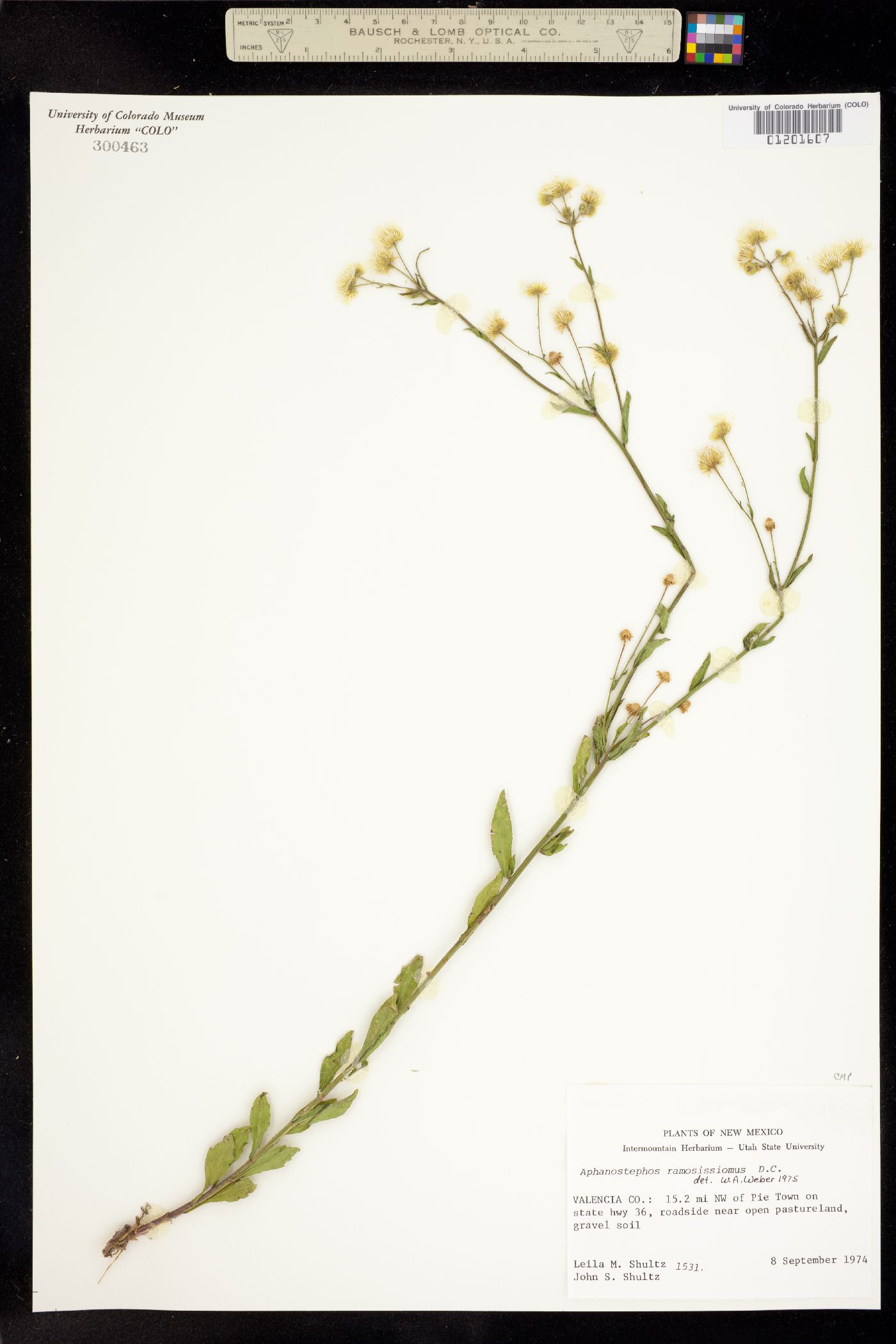 Aphanostephus ramosissimus image