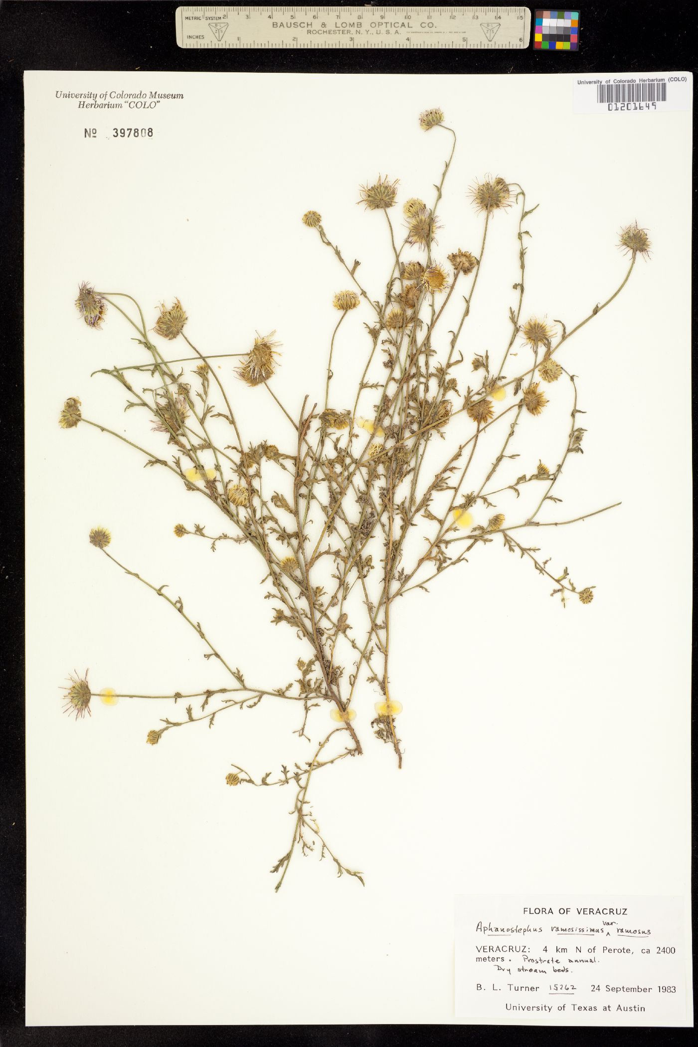 Aphanostephus ramosissimus image