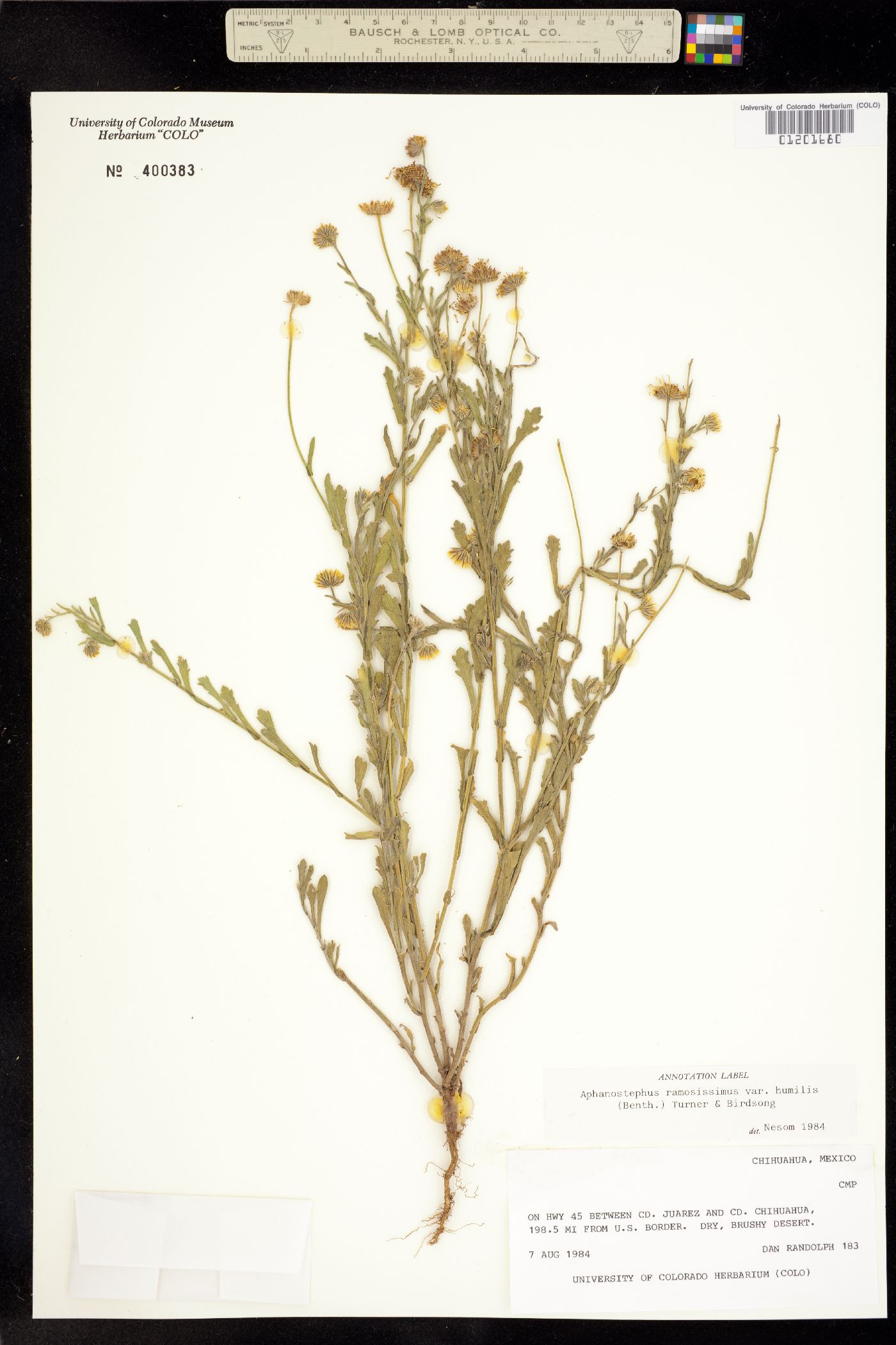 Aphanostephus ramosissimus image
