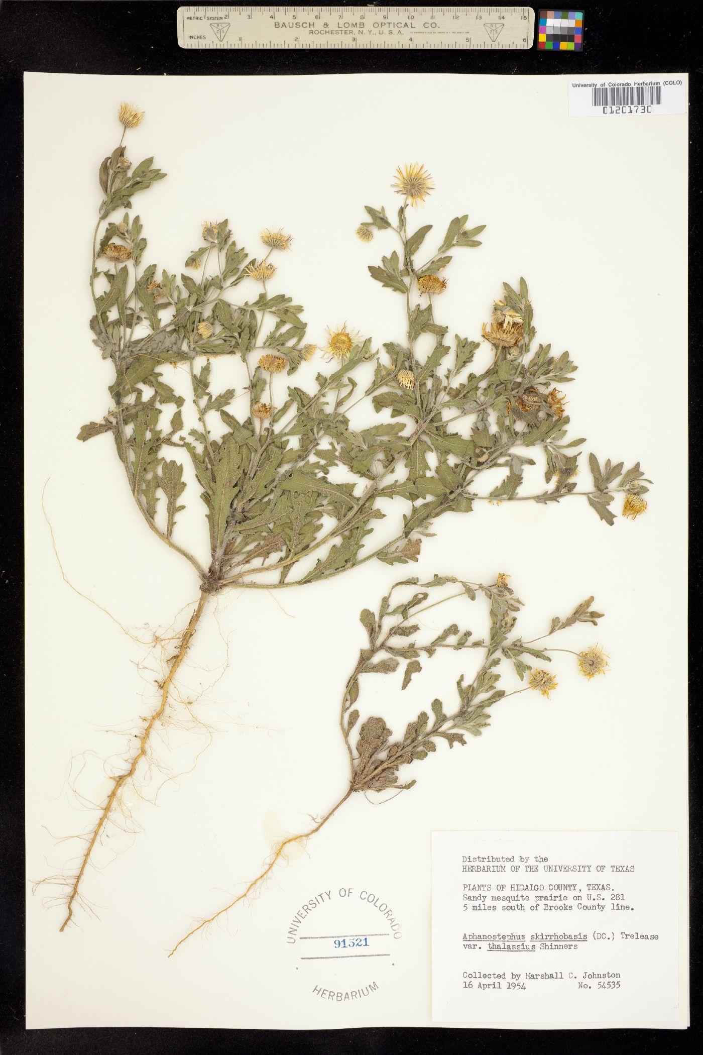 Aphanostephus skirrhobasis image