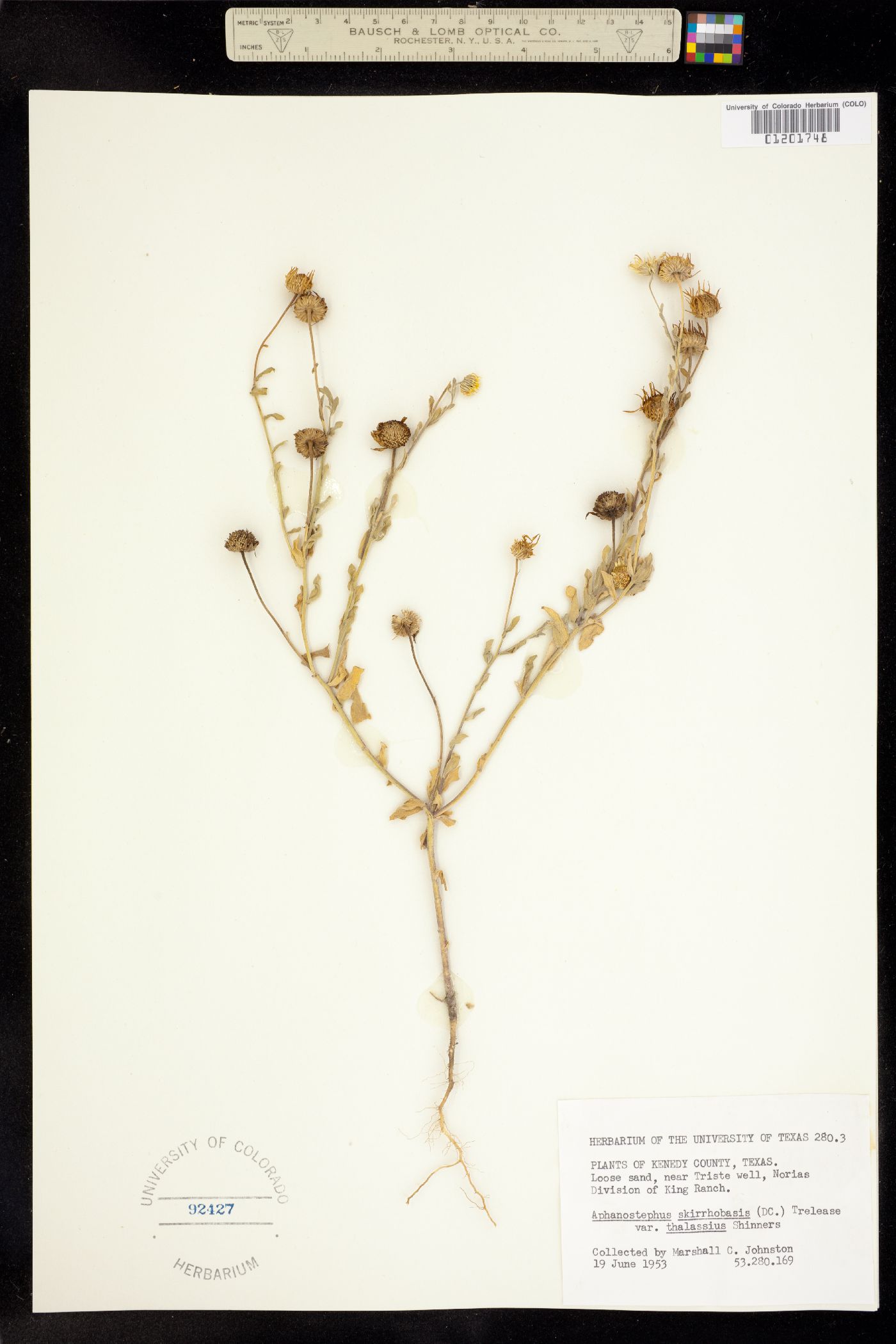 Aphanostephus skirrhobasis image