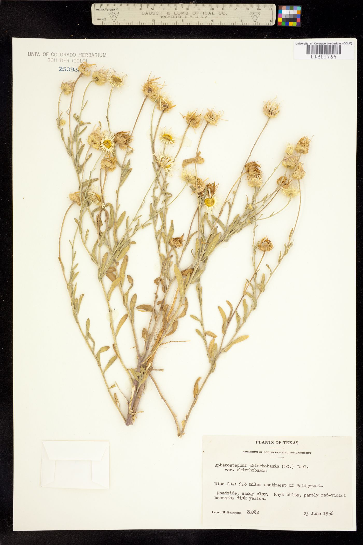 Aphanostephus skirrhobasis image