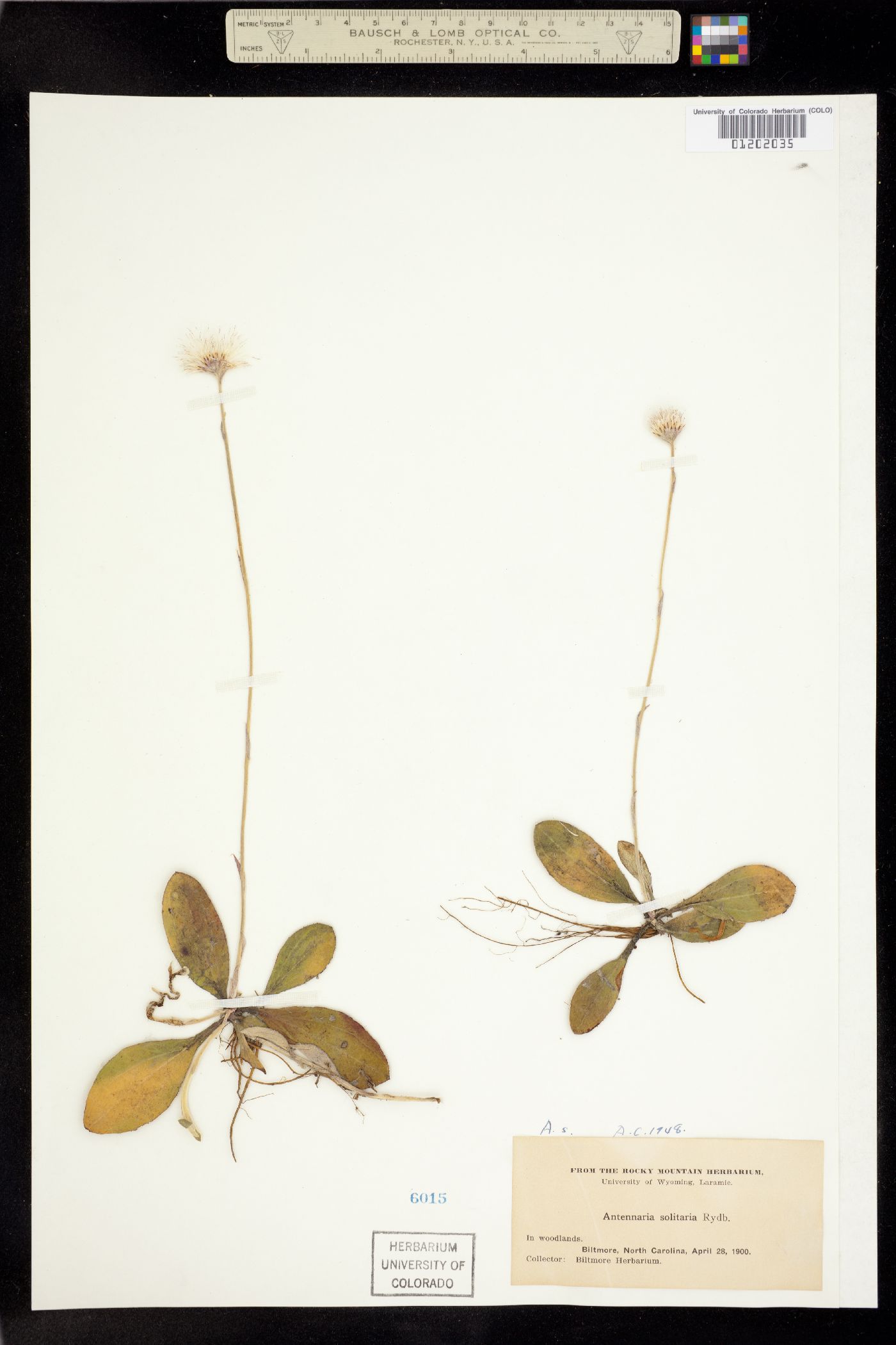 Antennaria solitaria image