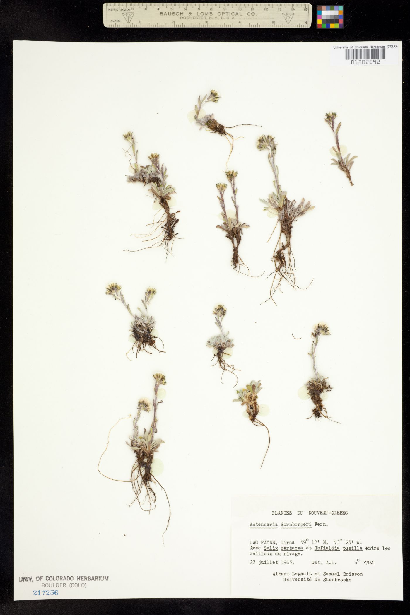 Antennaria alpina image
