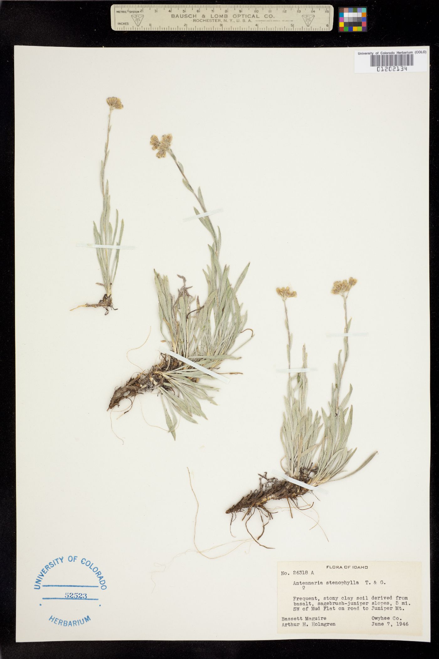 Antennaria stenophylla image