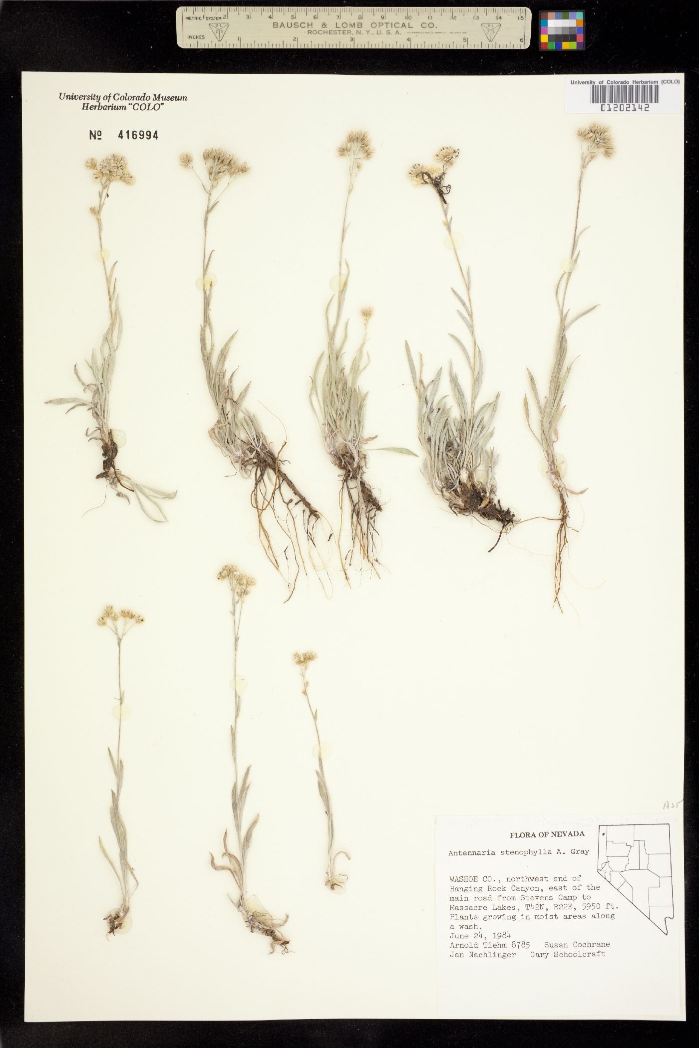 Antennaria stenophylla image
