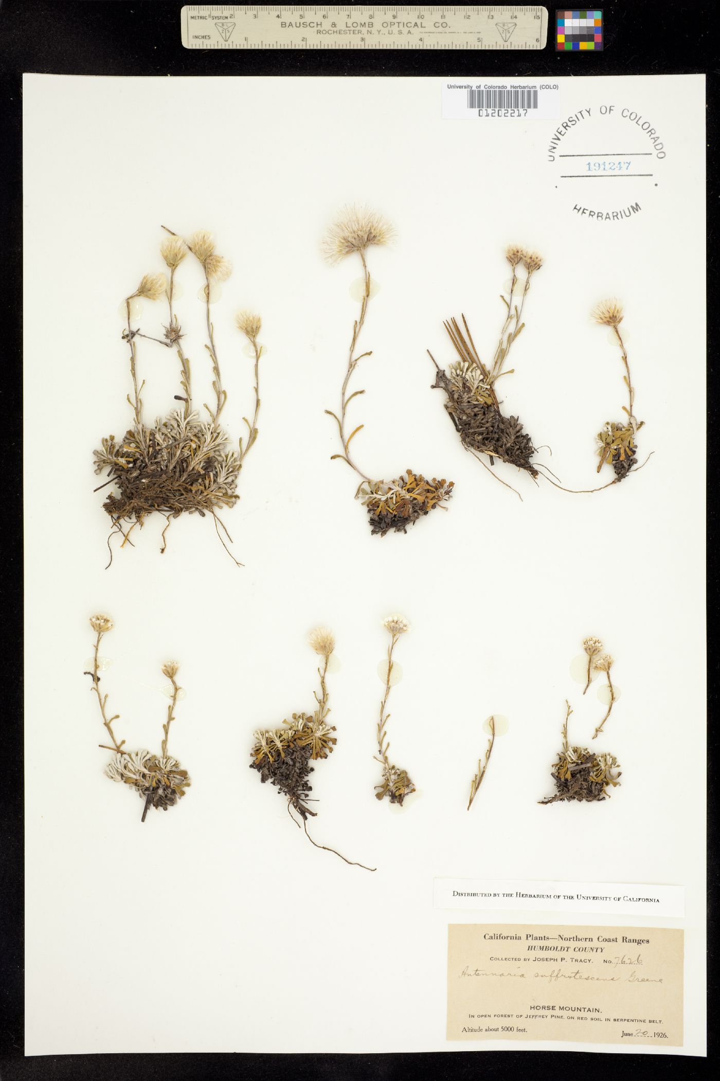 Antennaria suffrutescens image