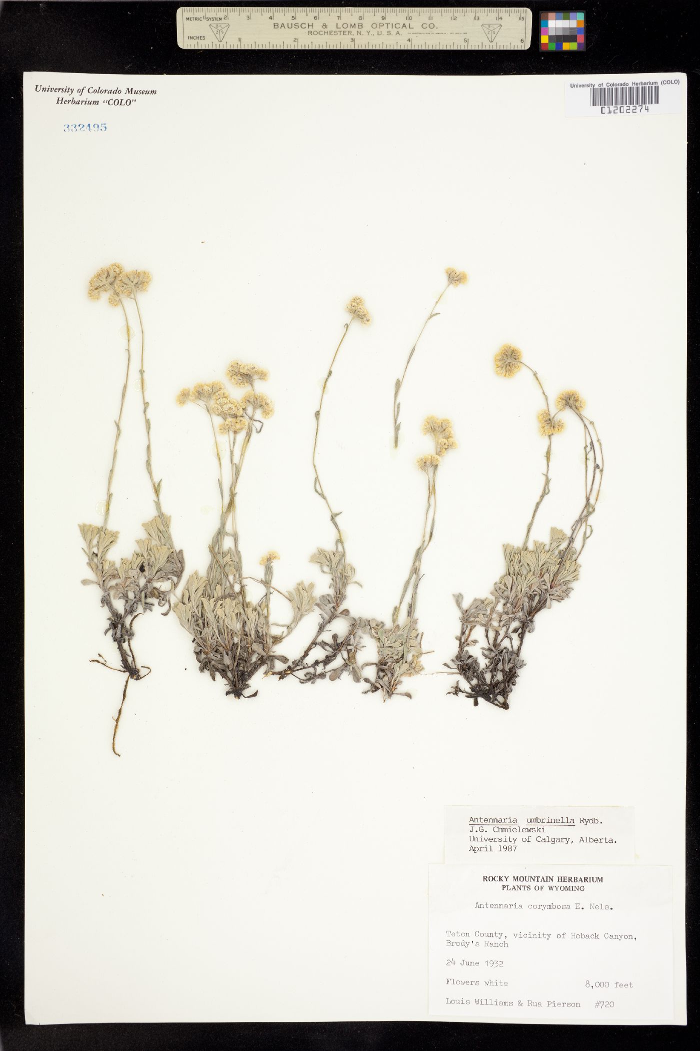 Antennaria umbrinella image