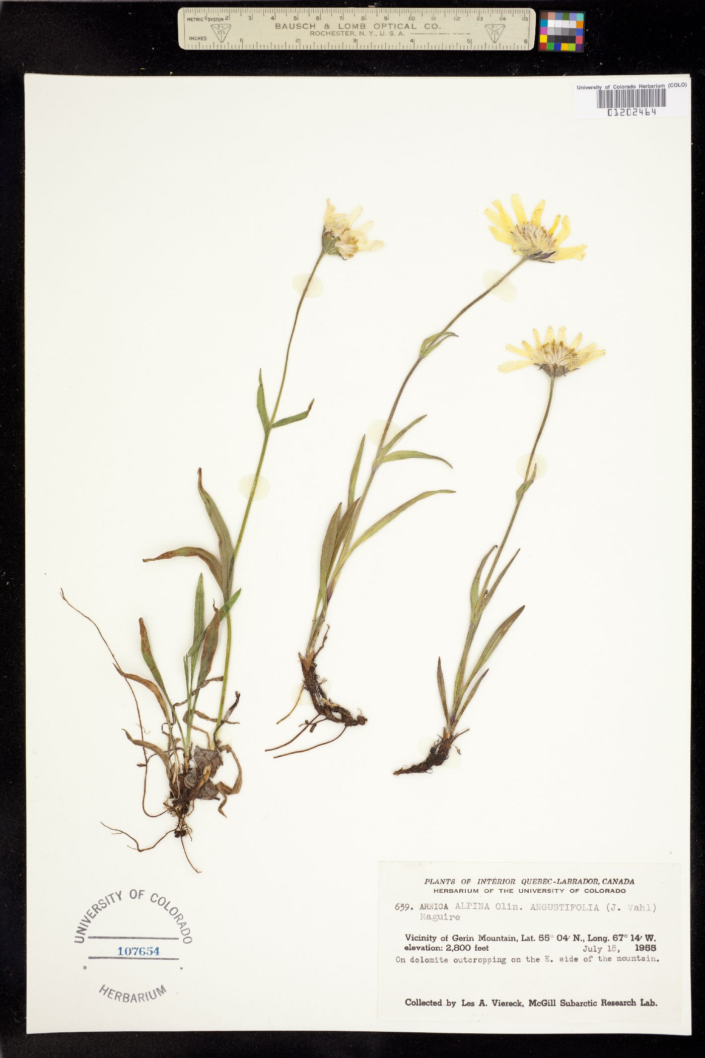 Arnica alpina image