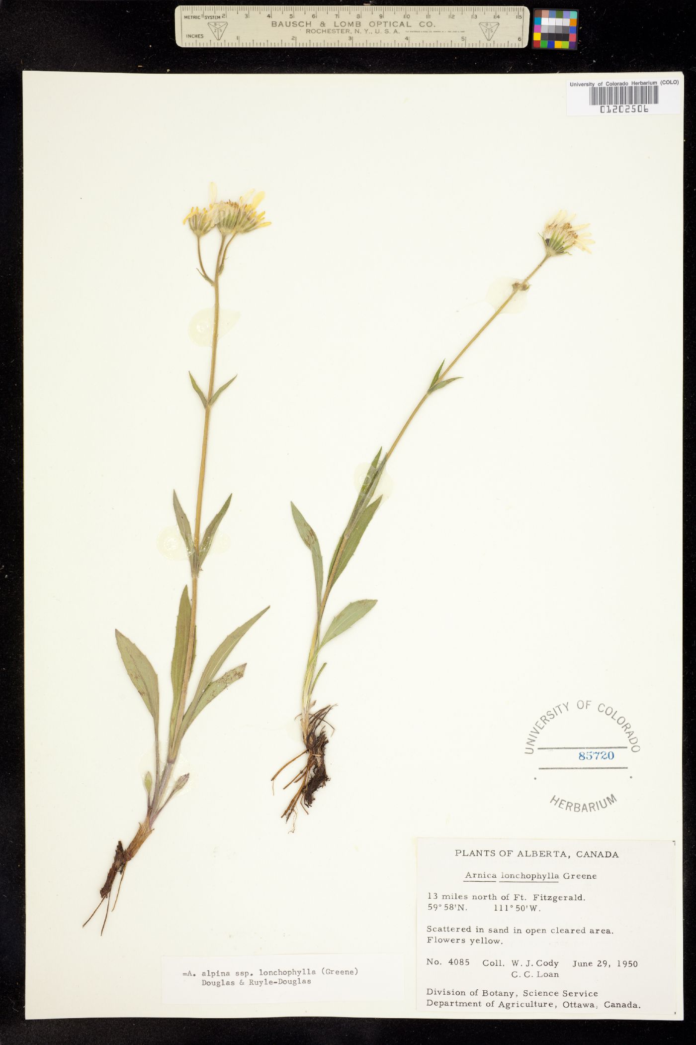 Arnica alpina image