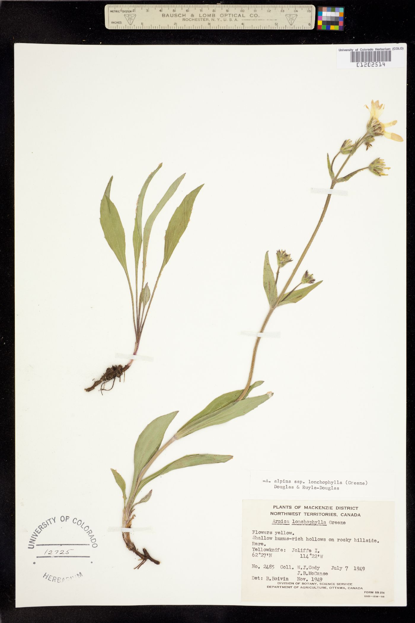 Arnica alpina image