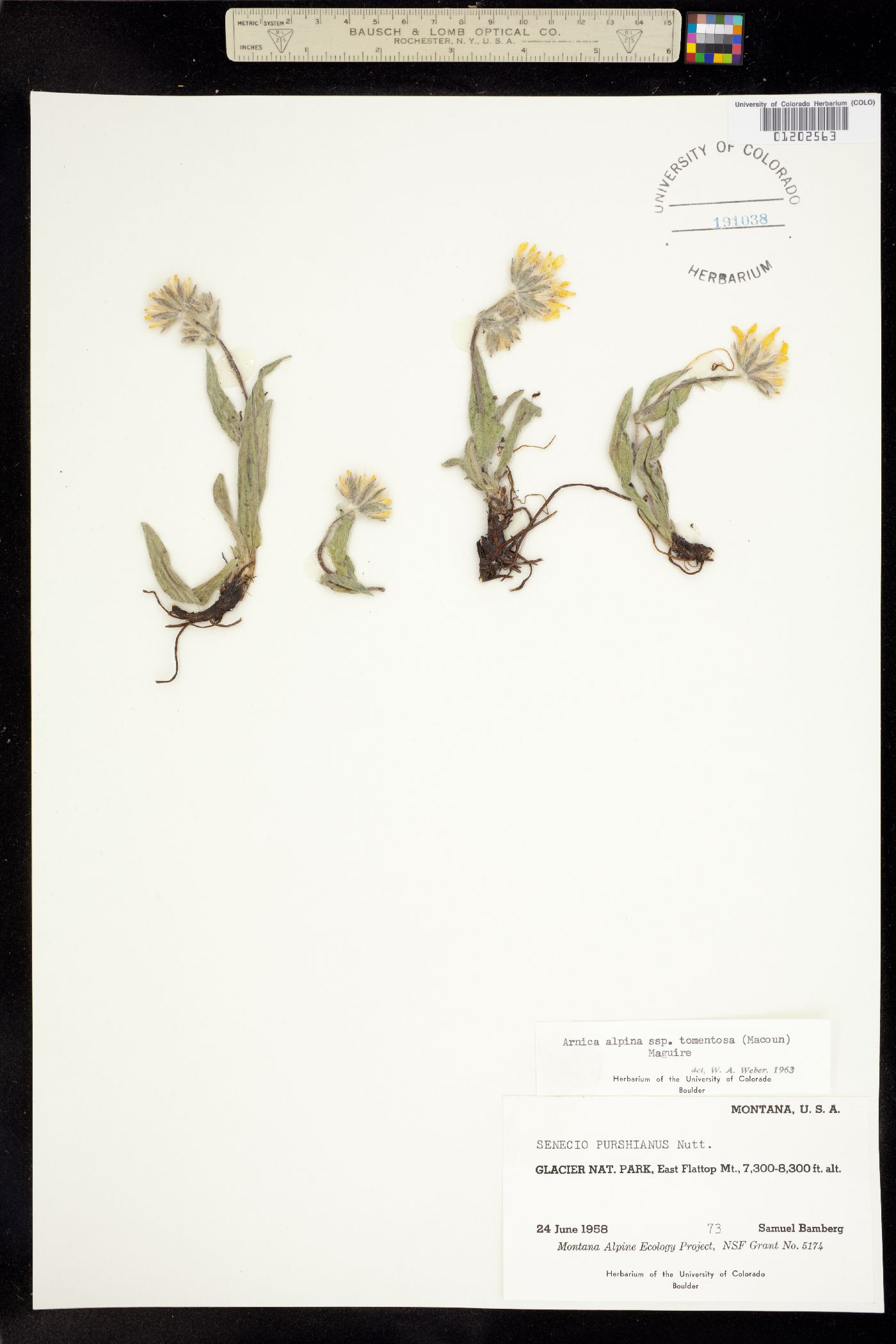 Arnica alpina subsp. tomentosa image