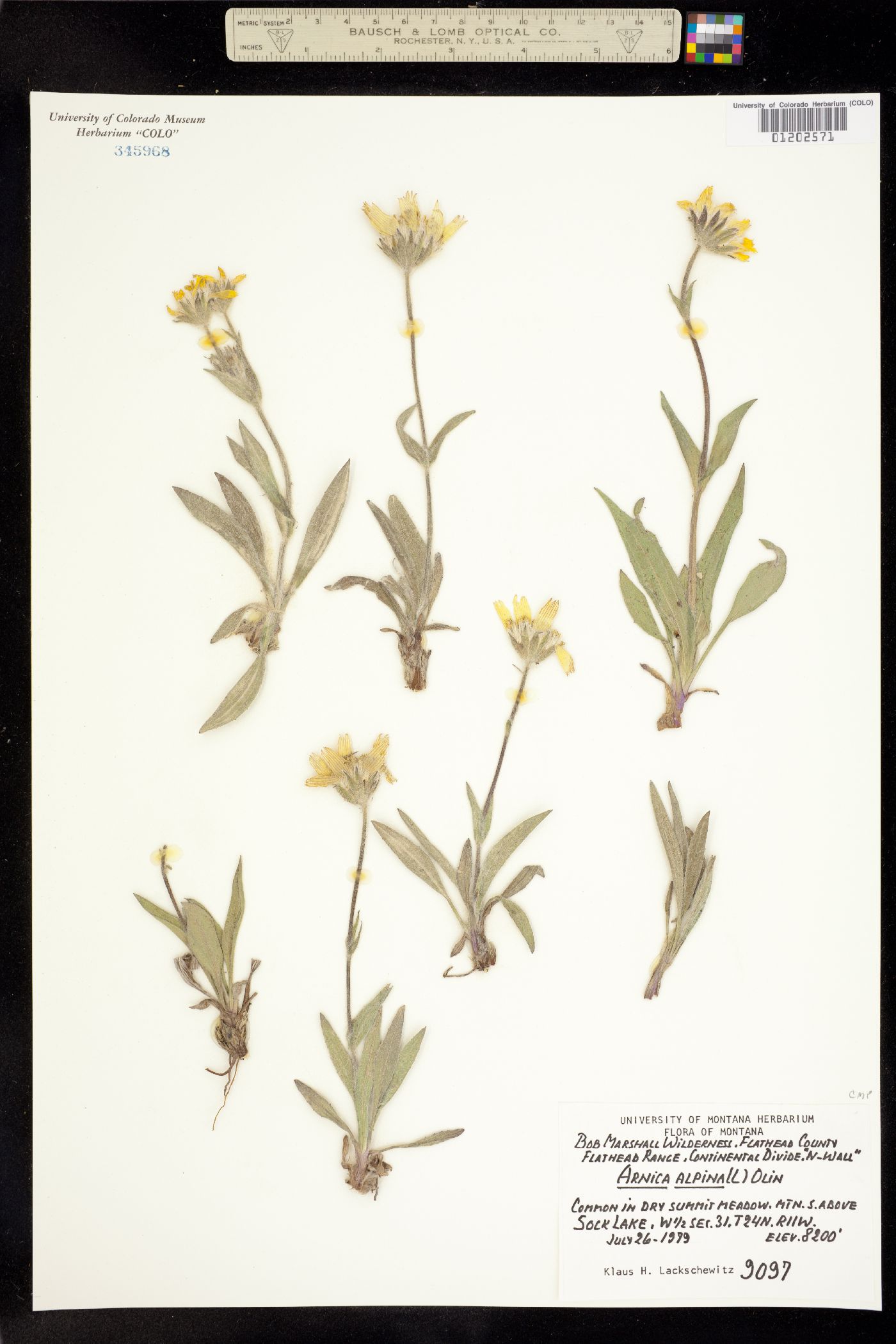 Arnica alpina subsp. tomentosa image