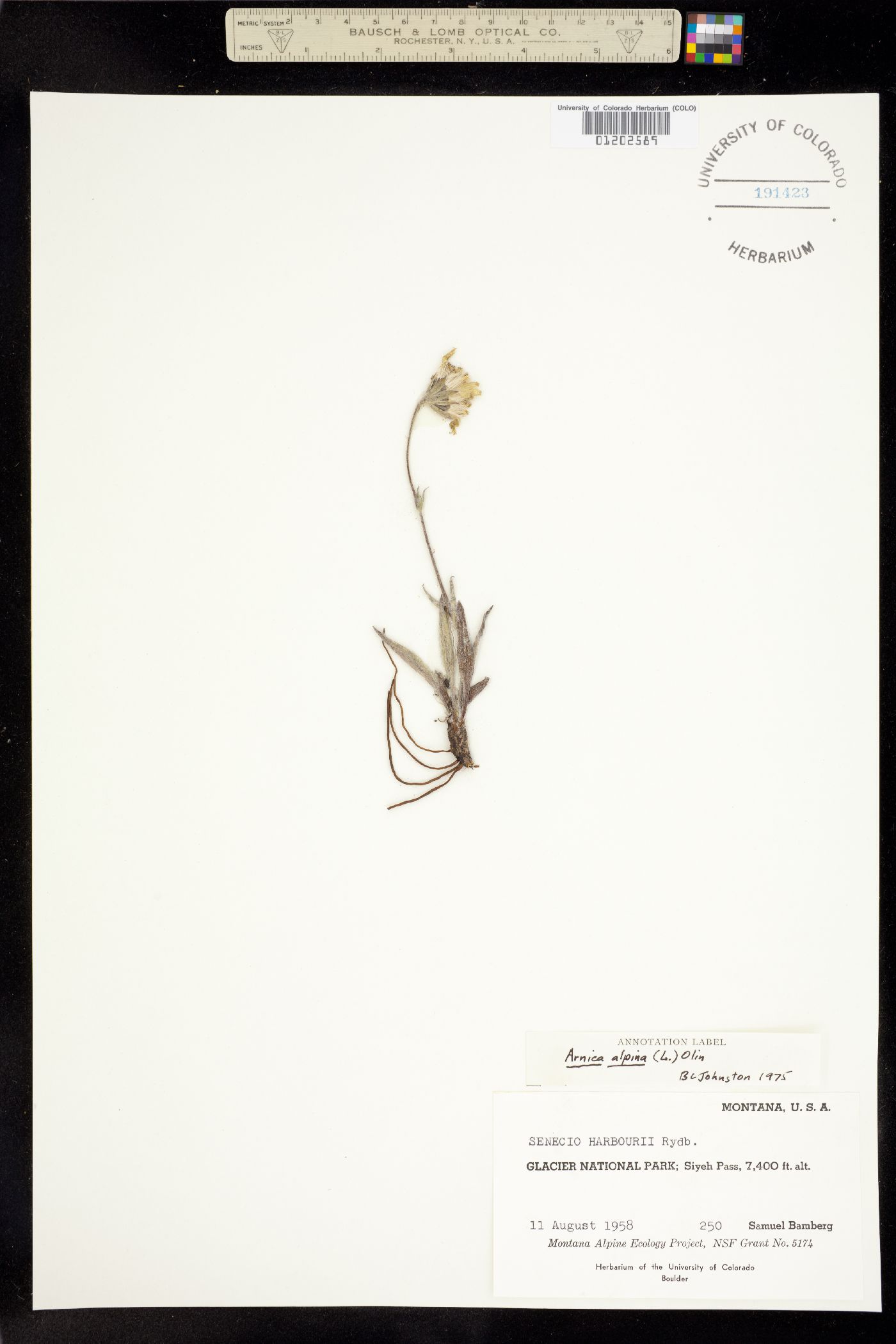 Arnica alpina subsp. tomentosa image
