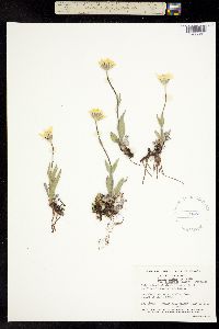 Arnica alpina subsp. tomentosa image
