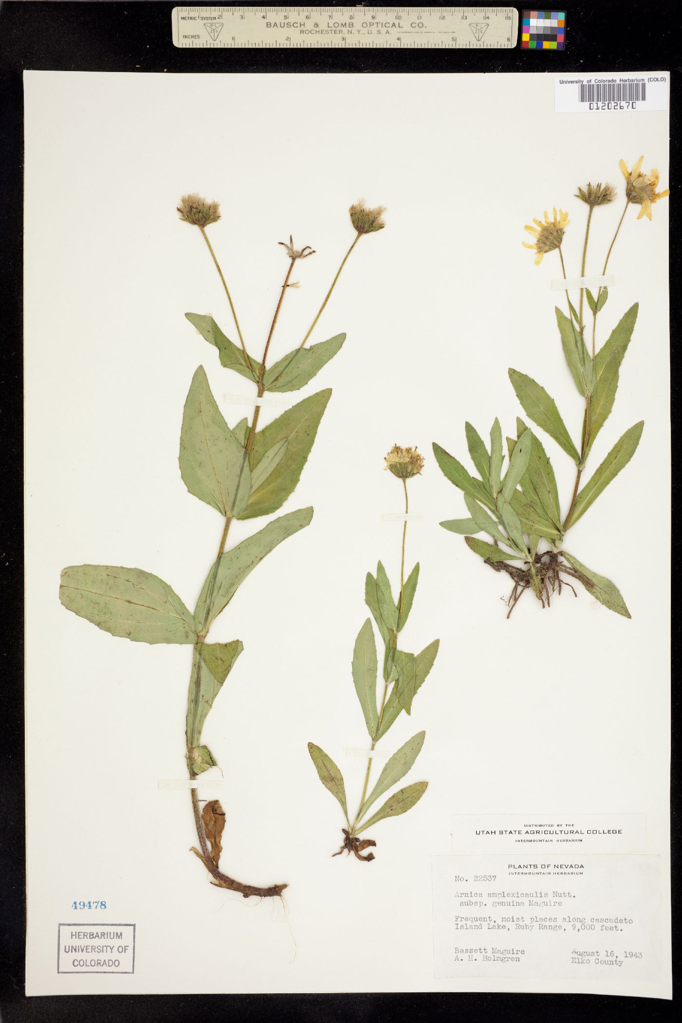 Arnica amplexicaulis image