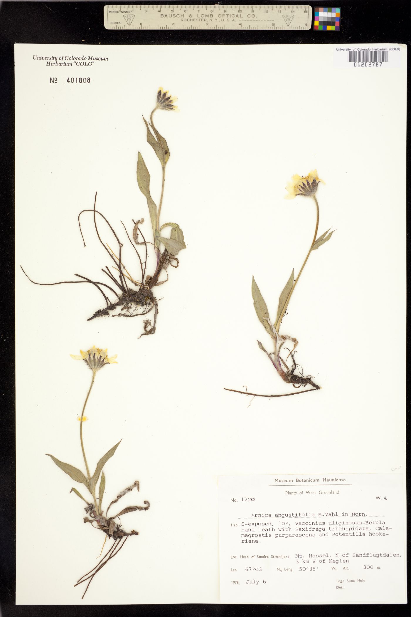Arnica angustifolia image