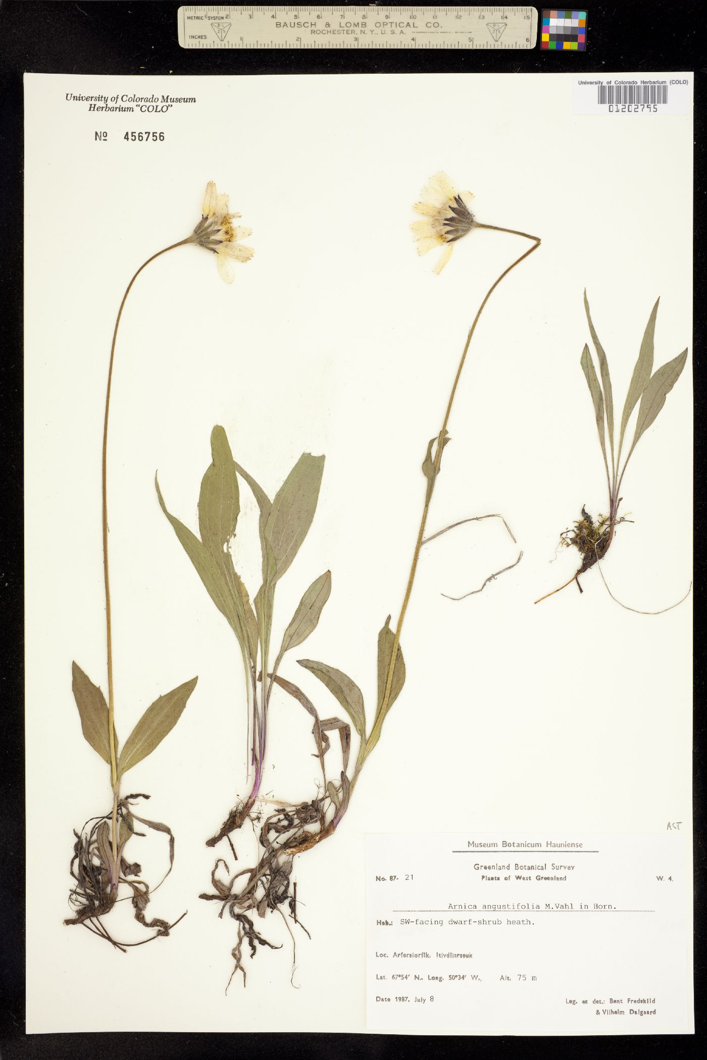 Arnica angustifolia image