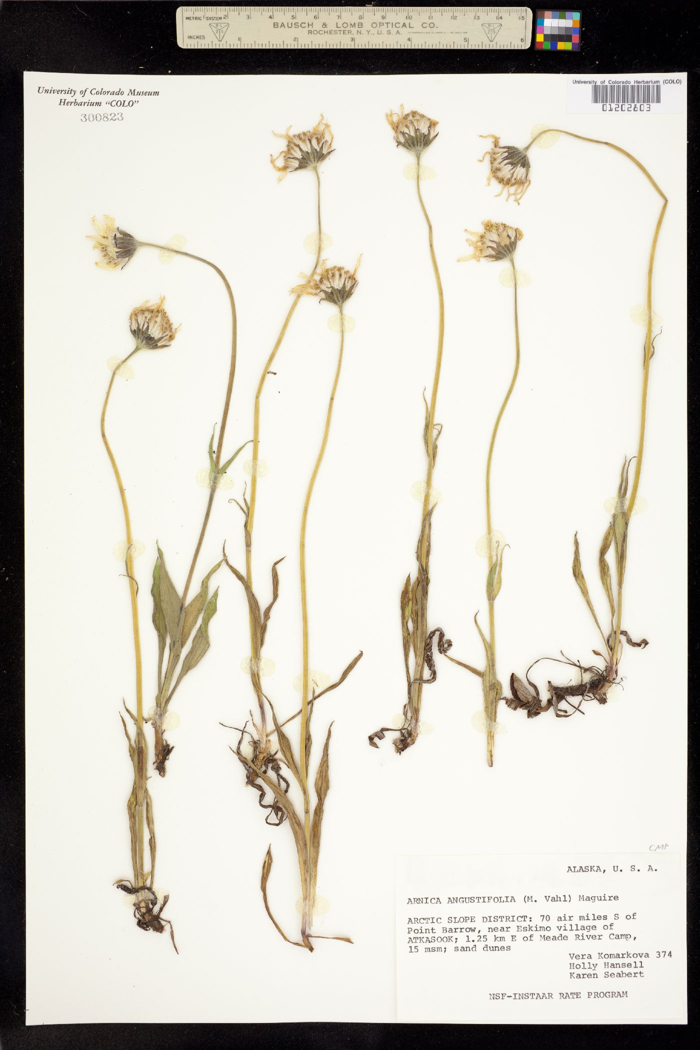 Arnica angustifolia image