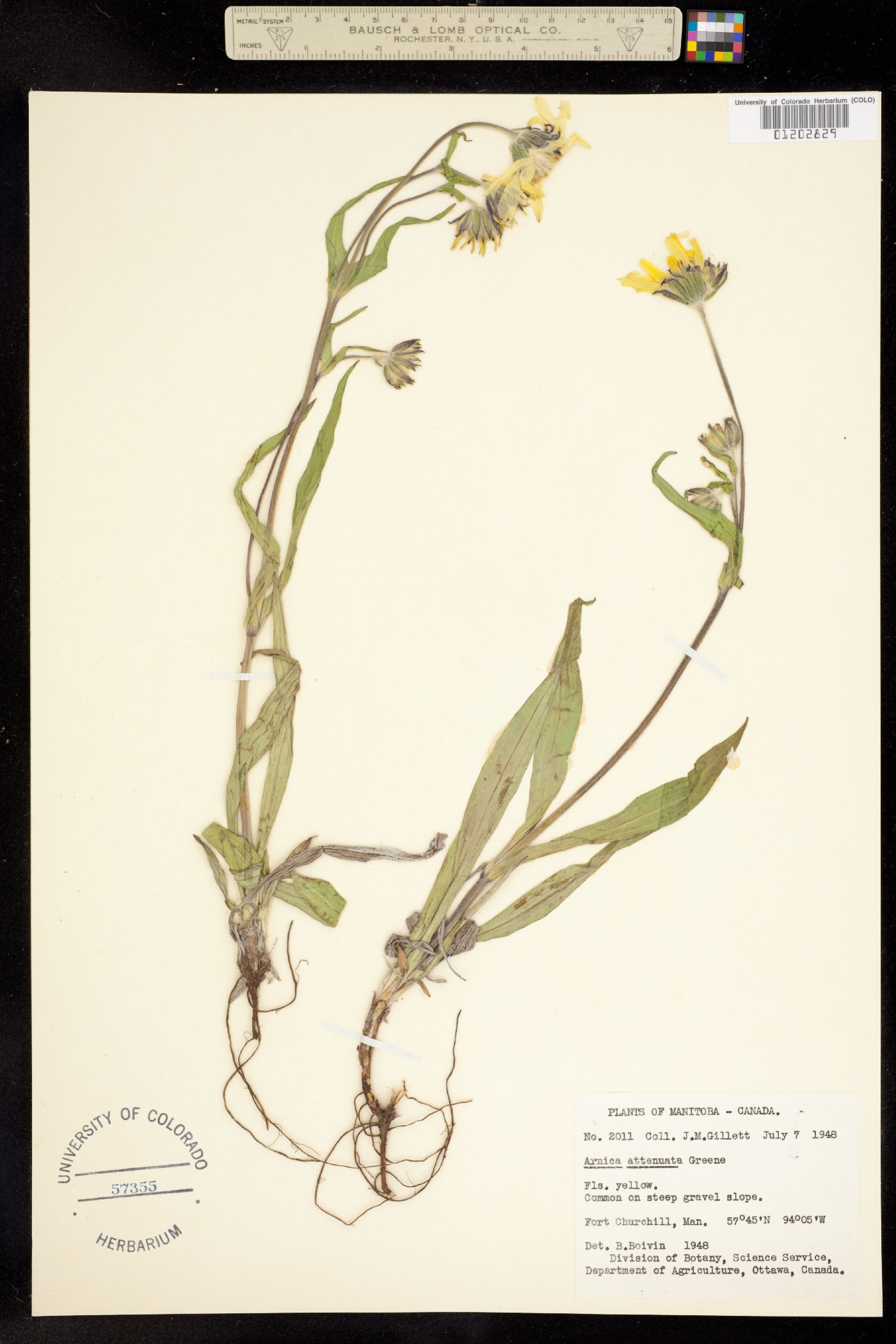 Arnica attenuata image