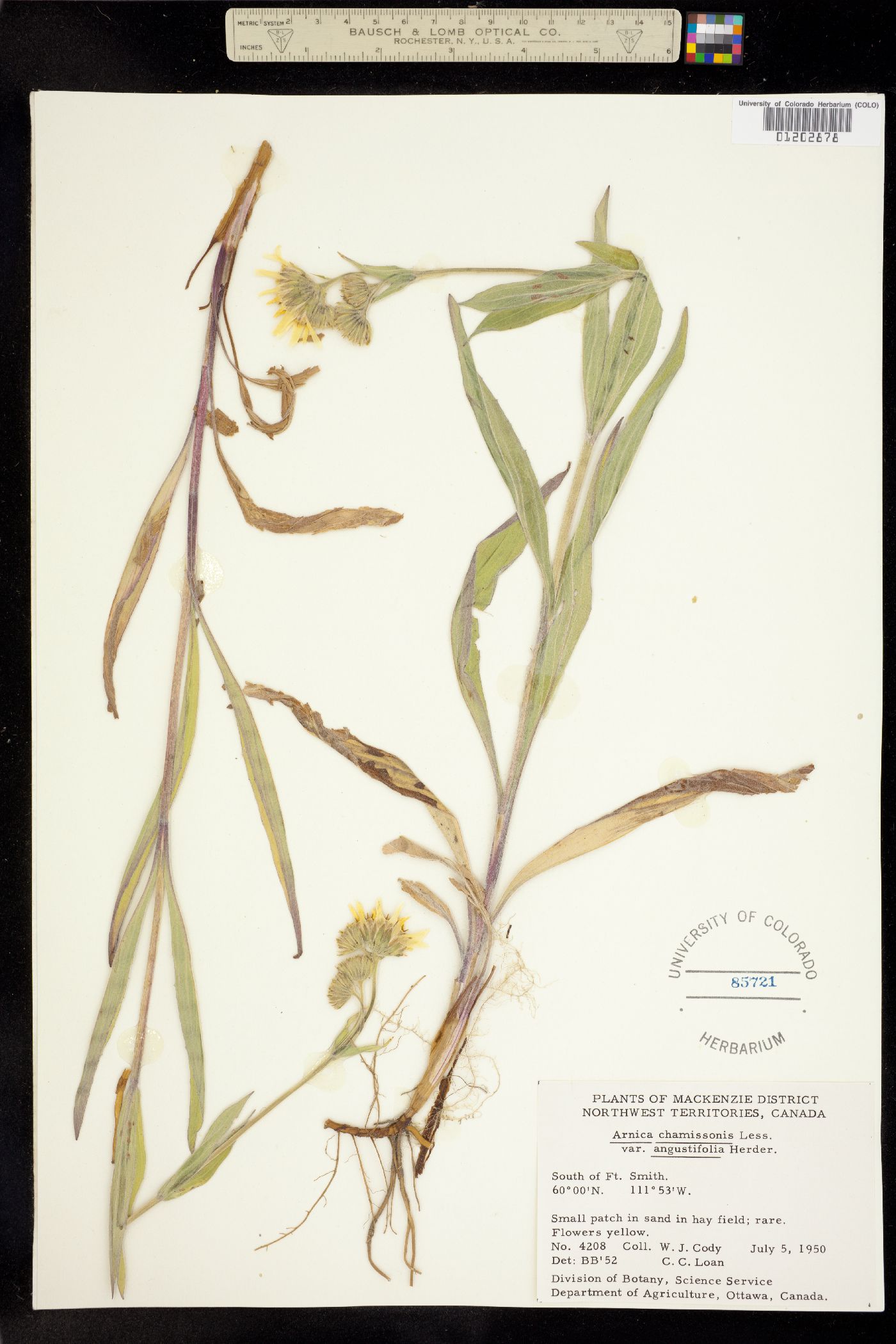 Arnica chamissonis image