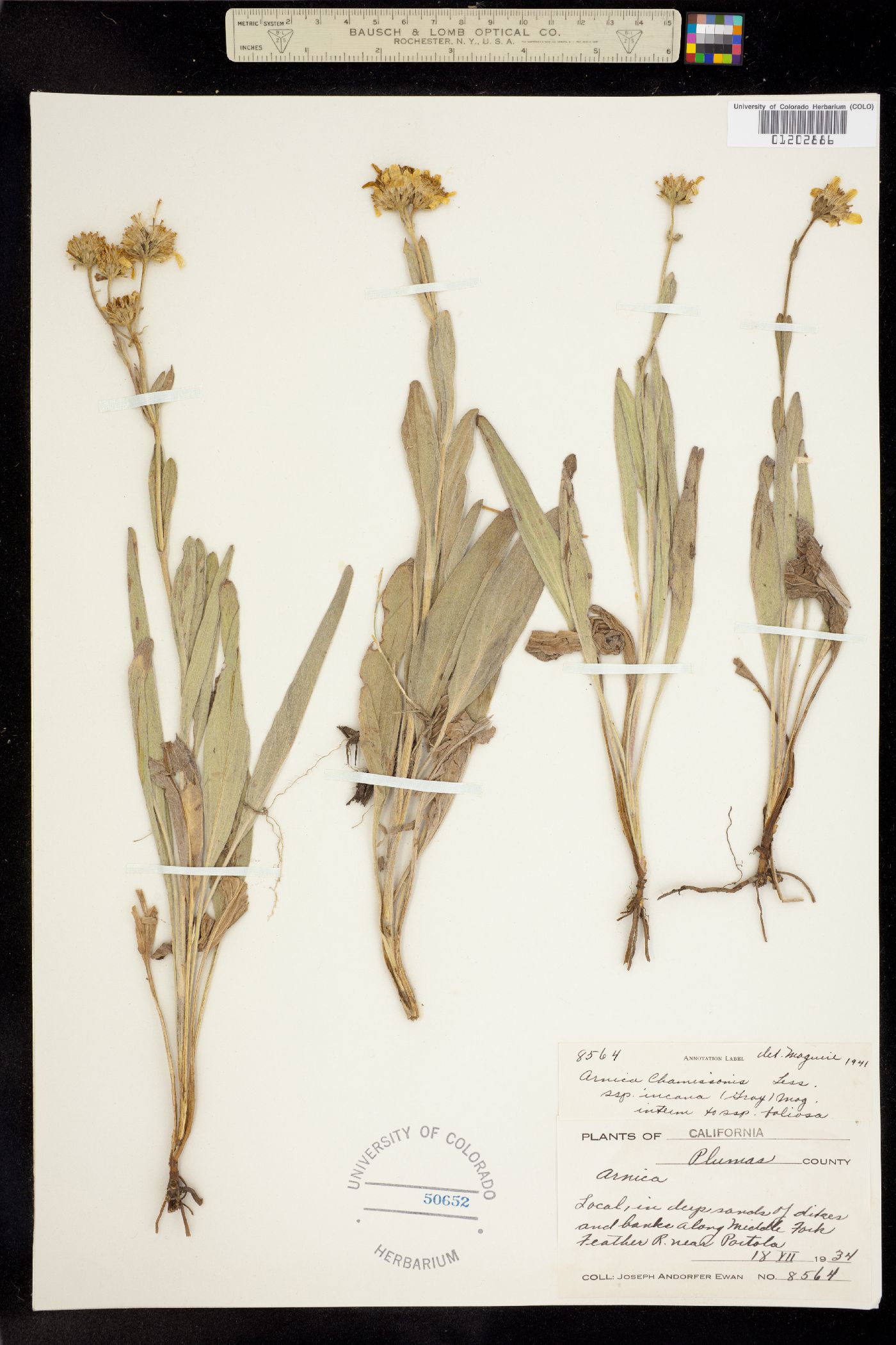 Arnica chamissonis image