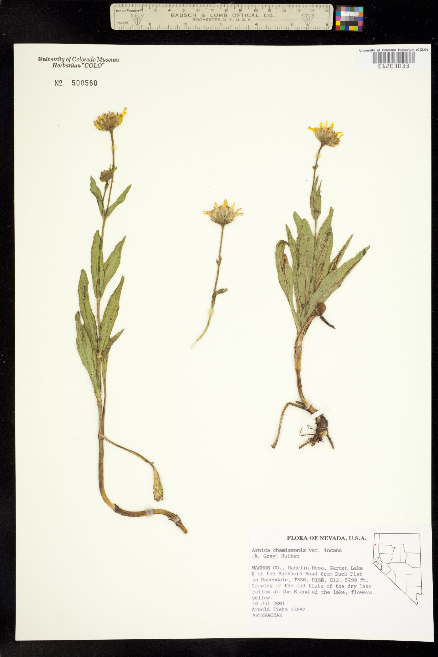 Arnica chamissonis image