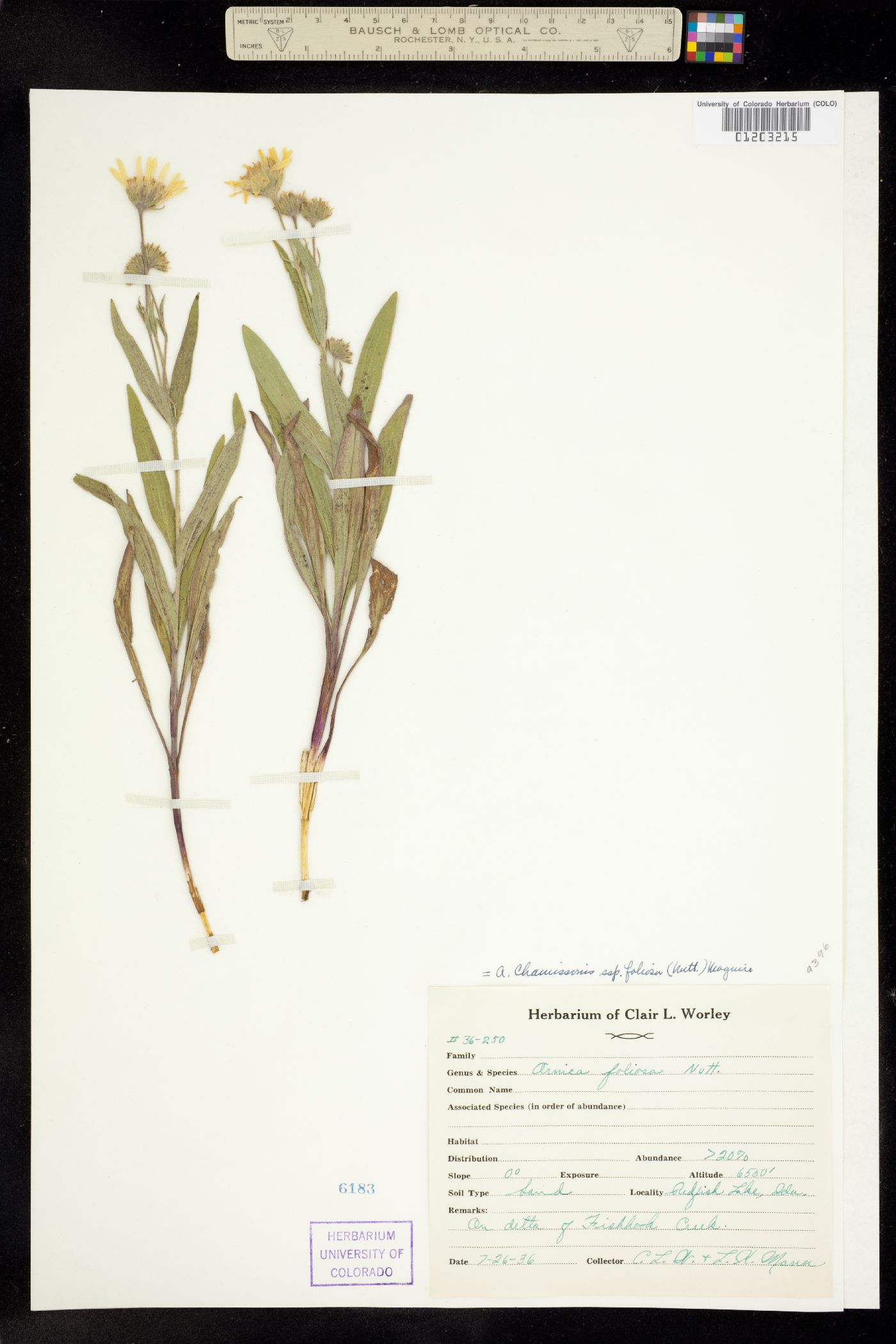 Arnica chamissonis image