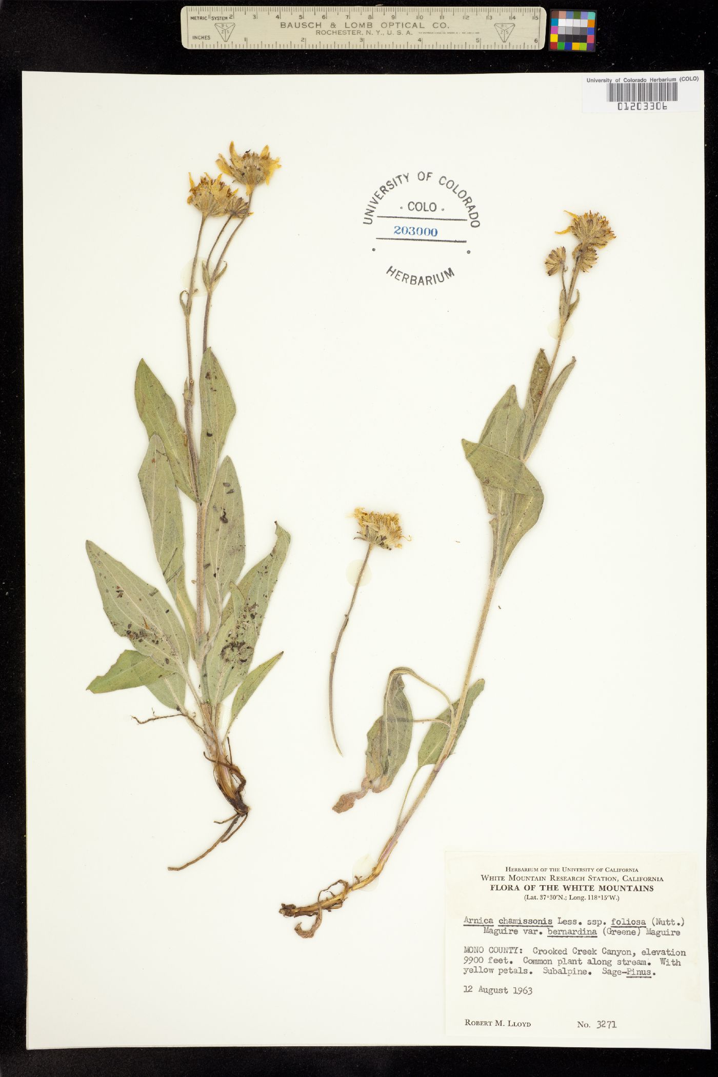 Arnica chamissonis image