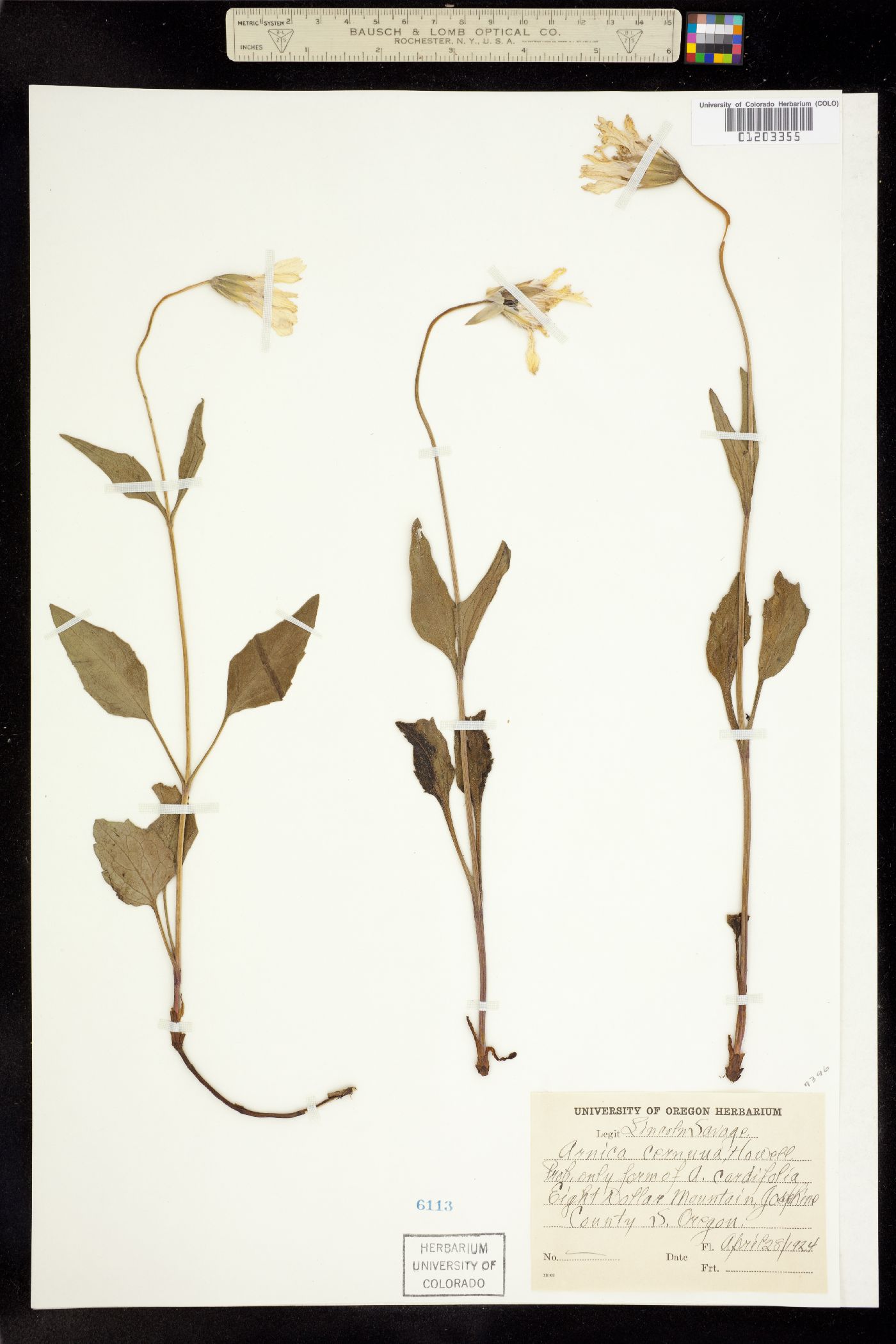 Arnica cernua image