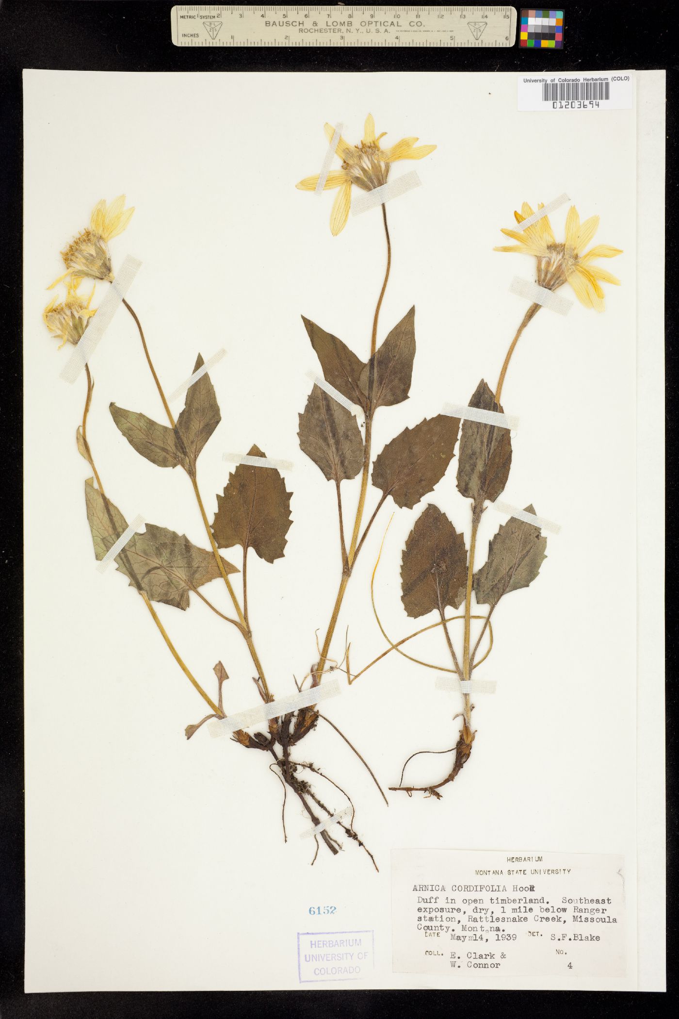 Arnica cordifolia image