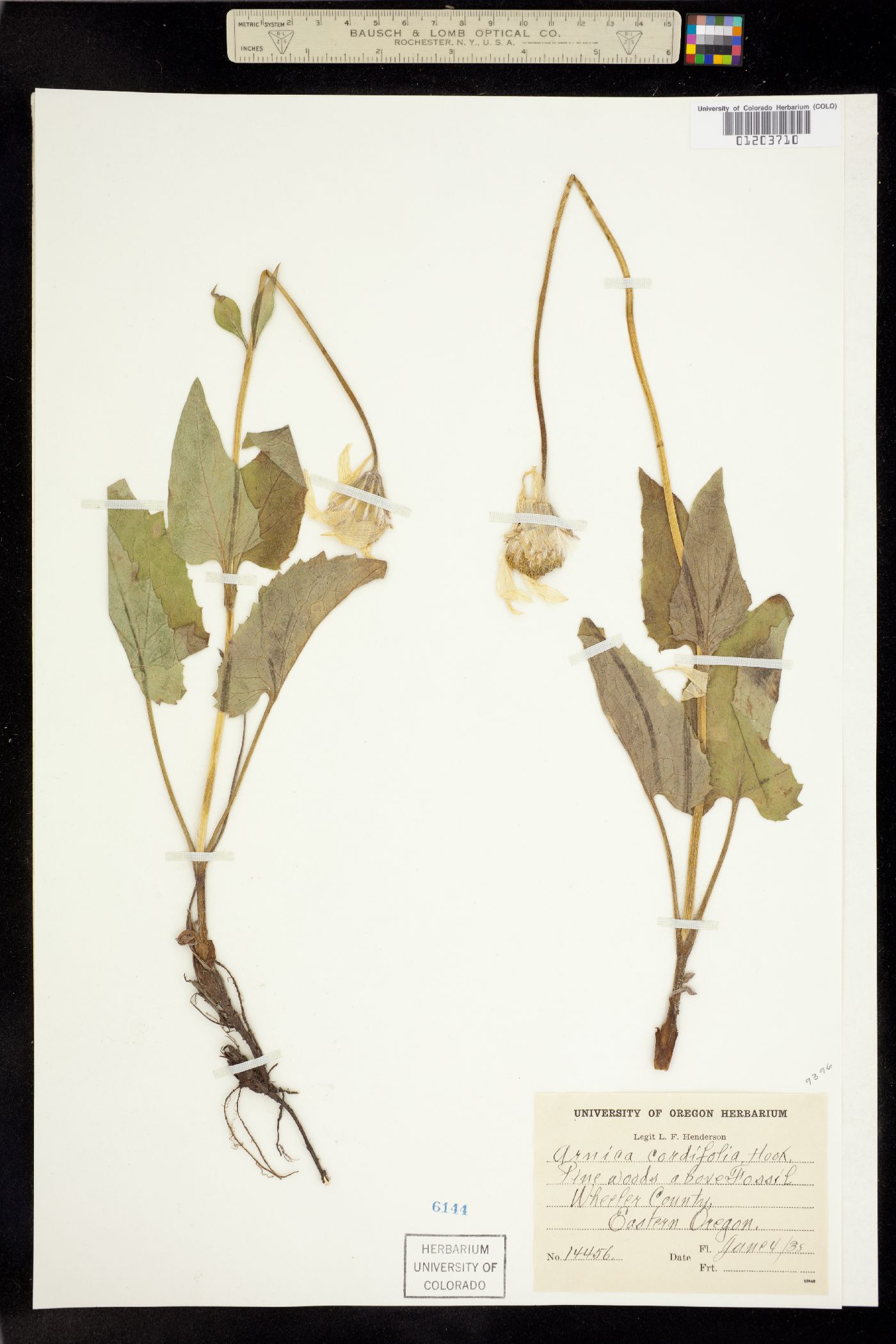 Arnica cordifolia image