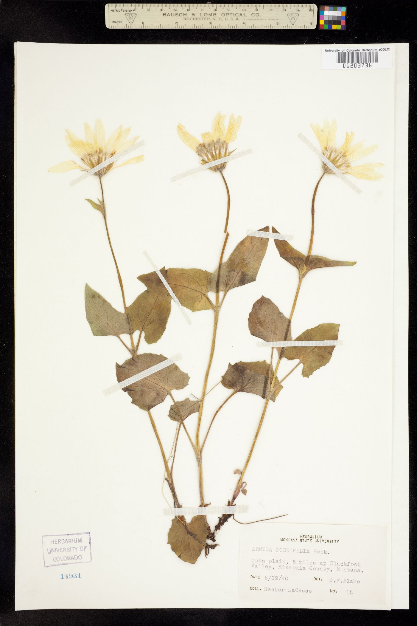 Arnica cordifolia image