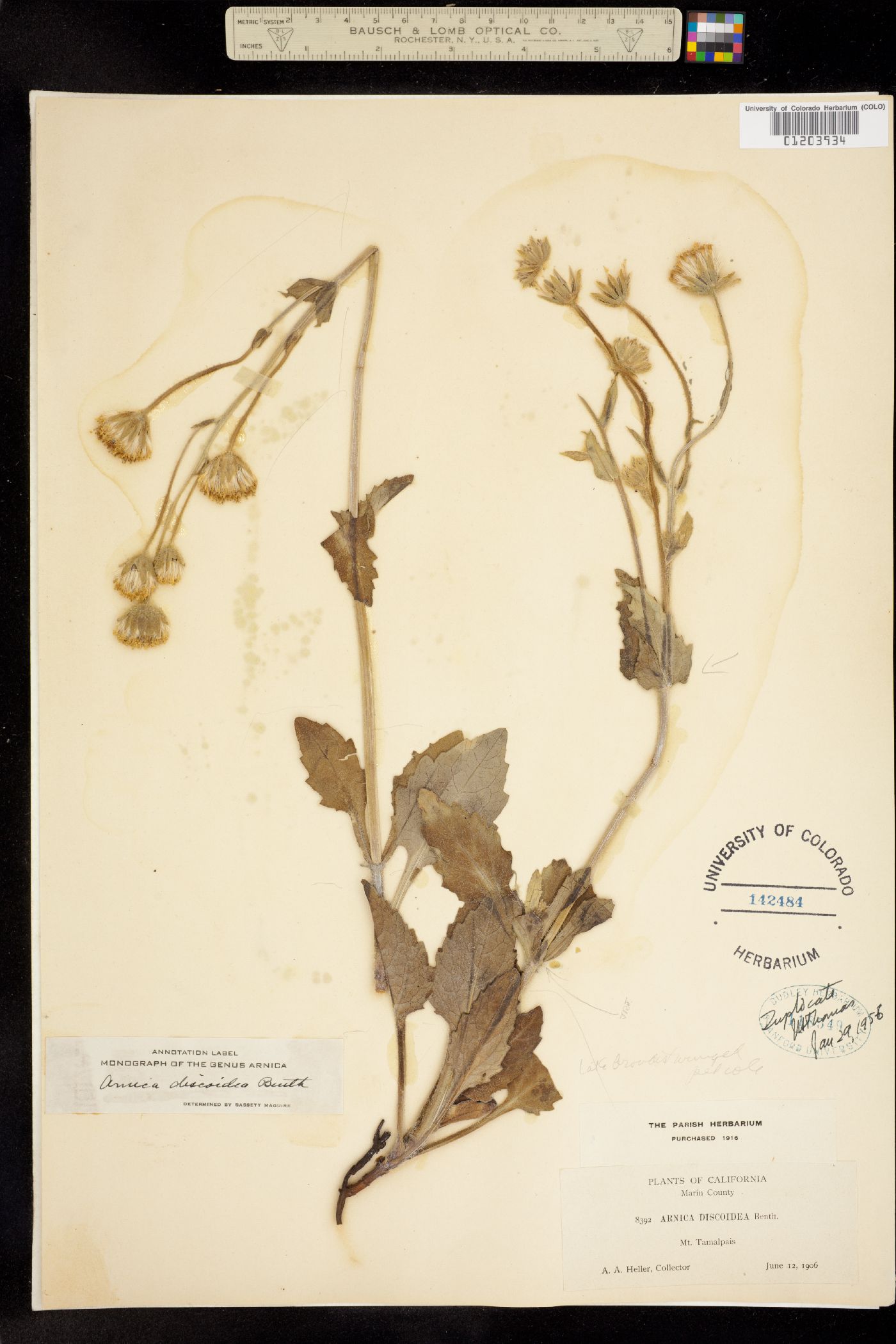 Arnica discoidea image