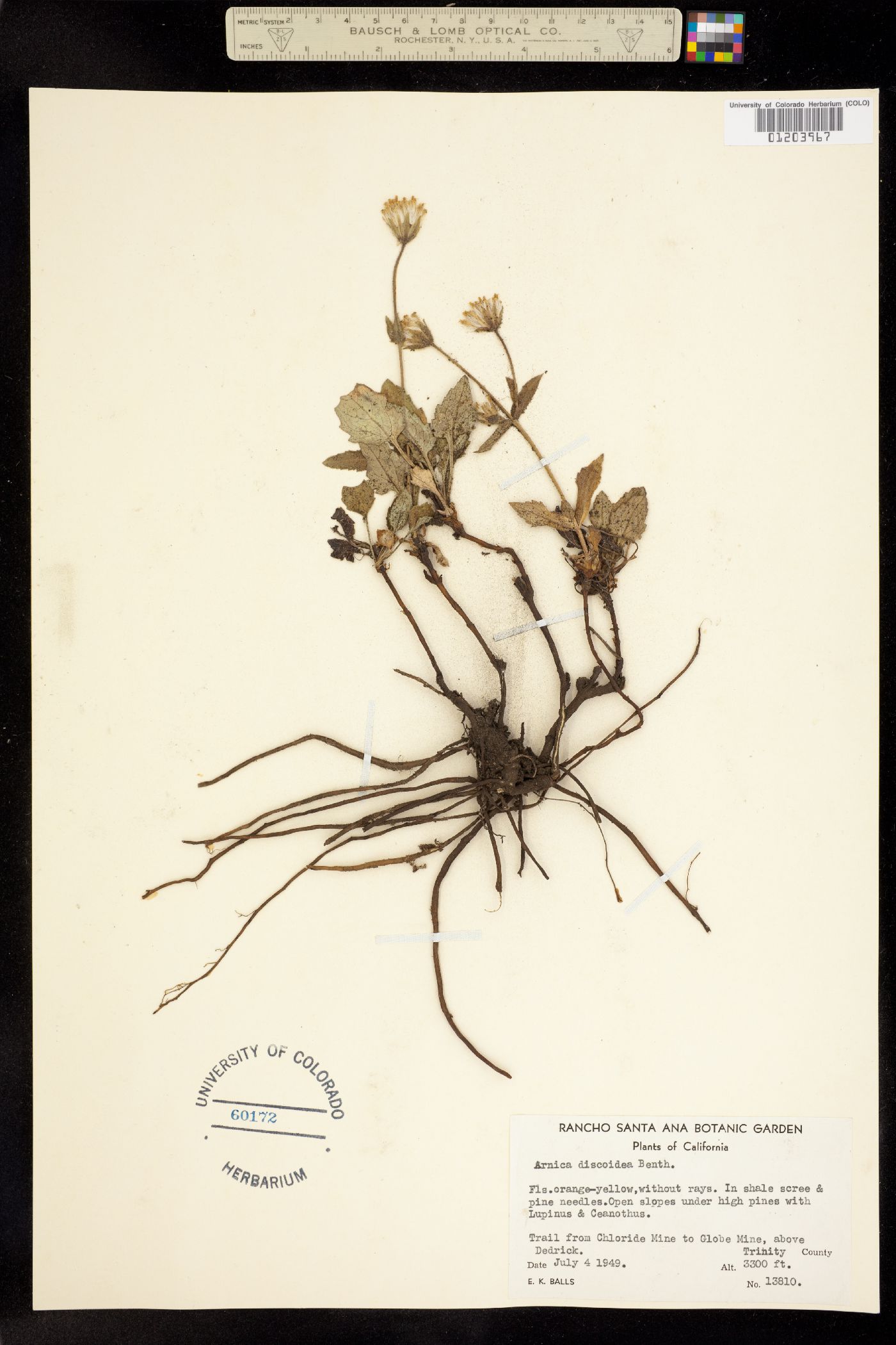 Arnica discoidea image