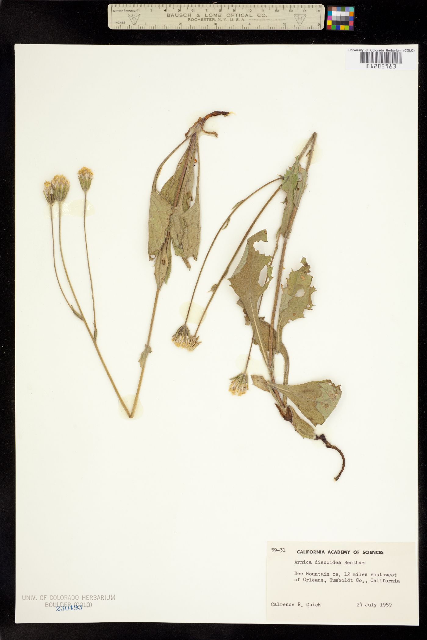 Arnica discoidea image