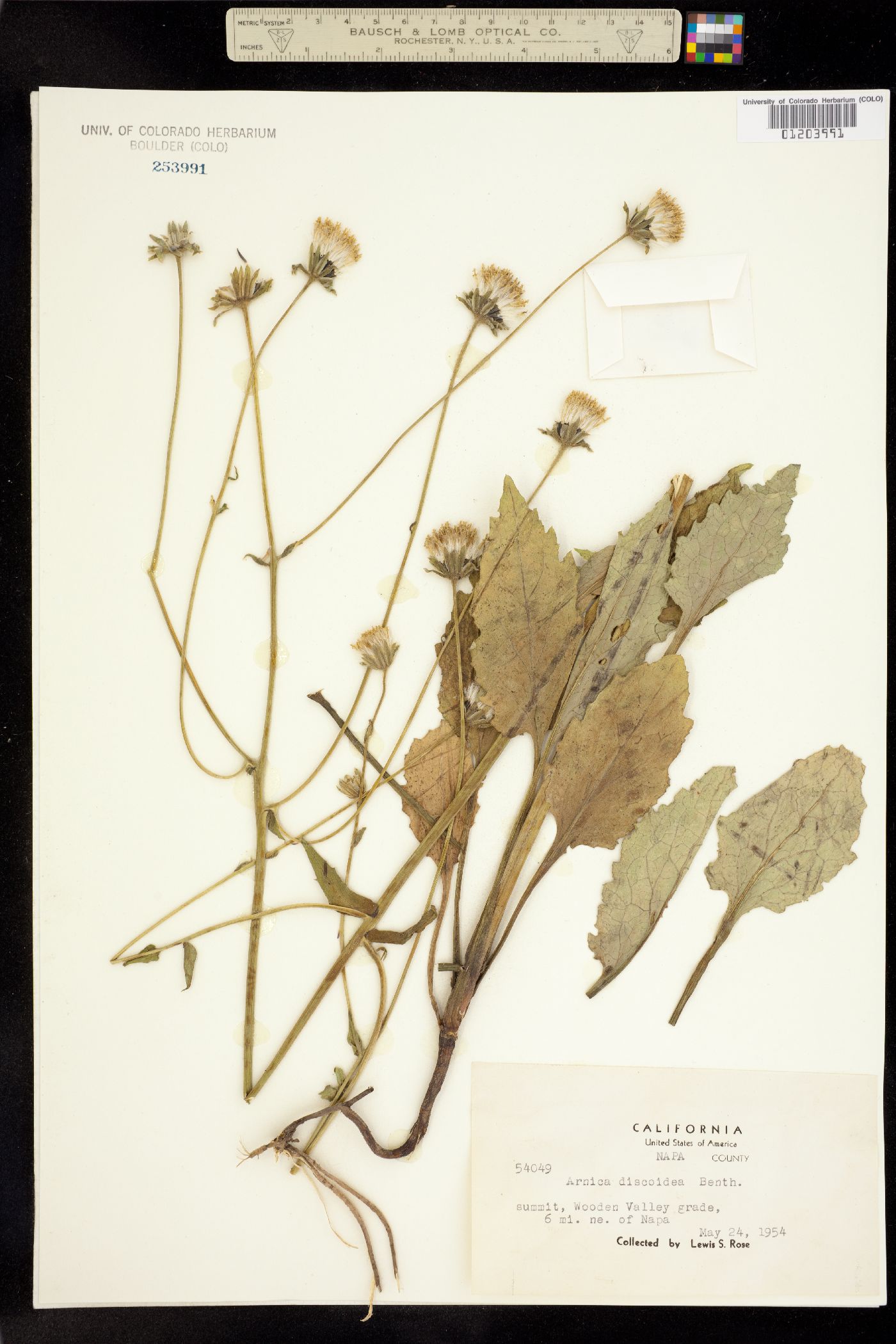 Arnica discoidea image