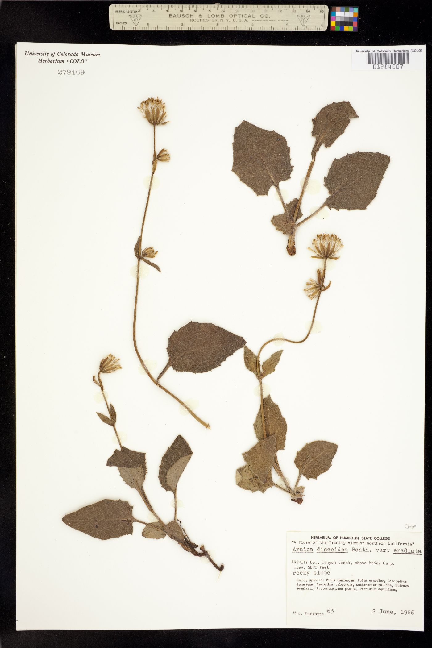 Arnica discoidea image