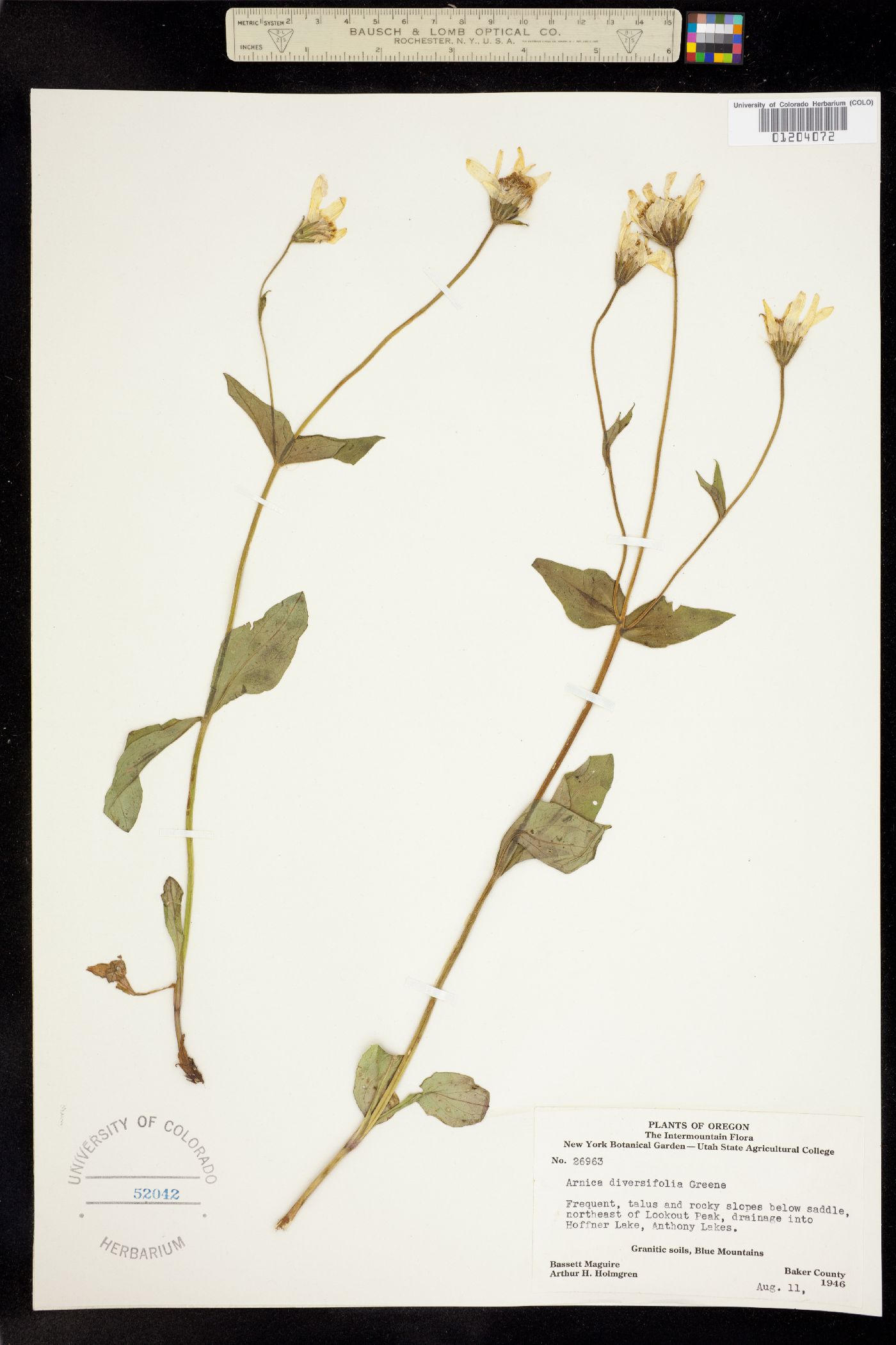 Arnica diversifolia image
