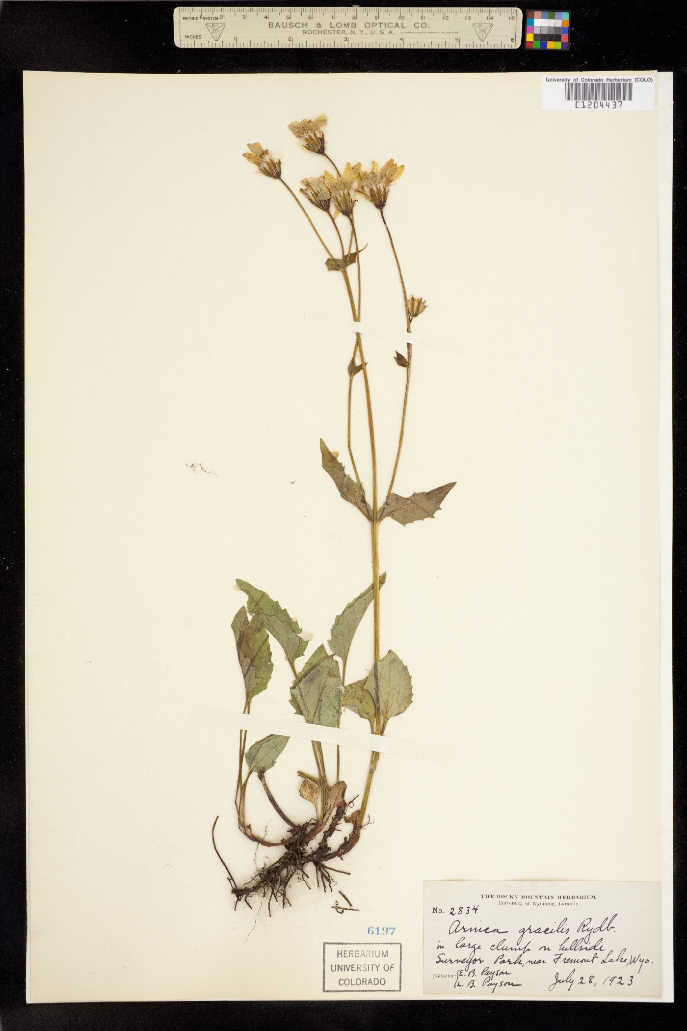 Arnica gracilis image