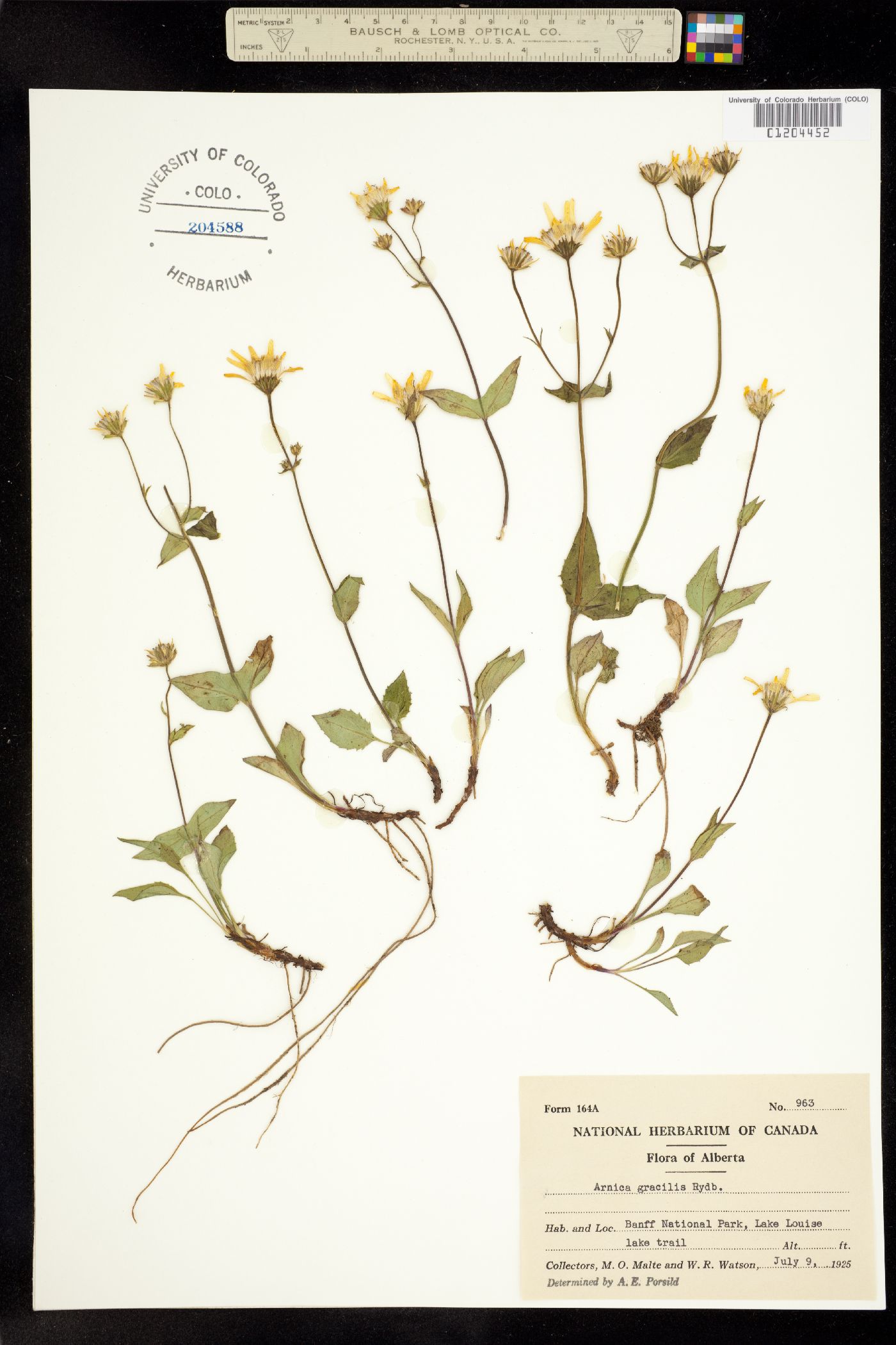 Arnica gracilis image